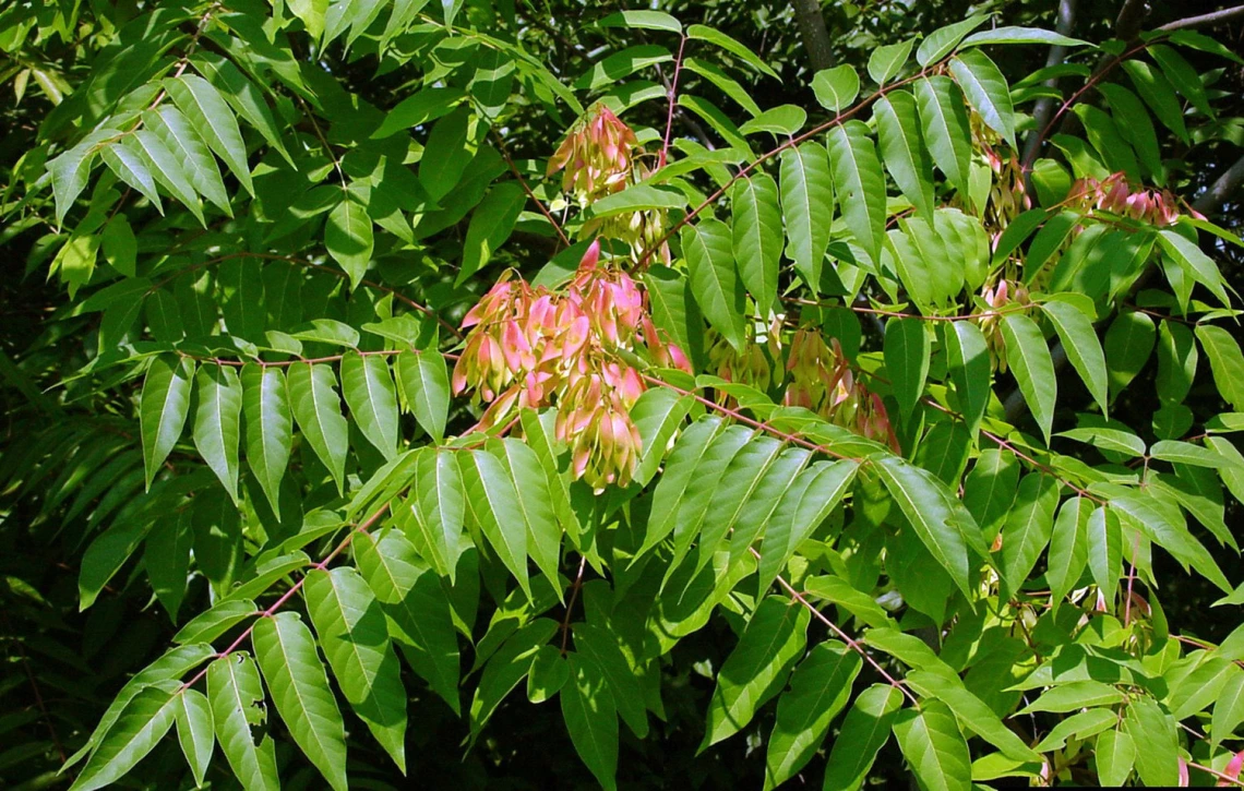 Foliage