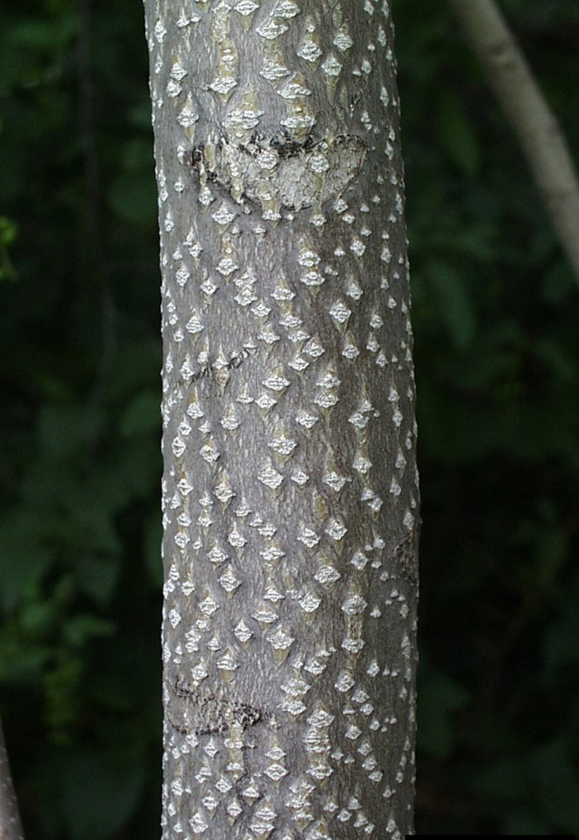 Tree-of-Heaven bark