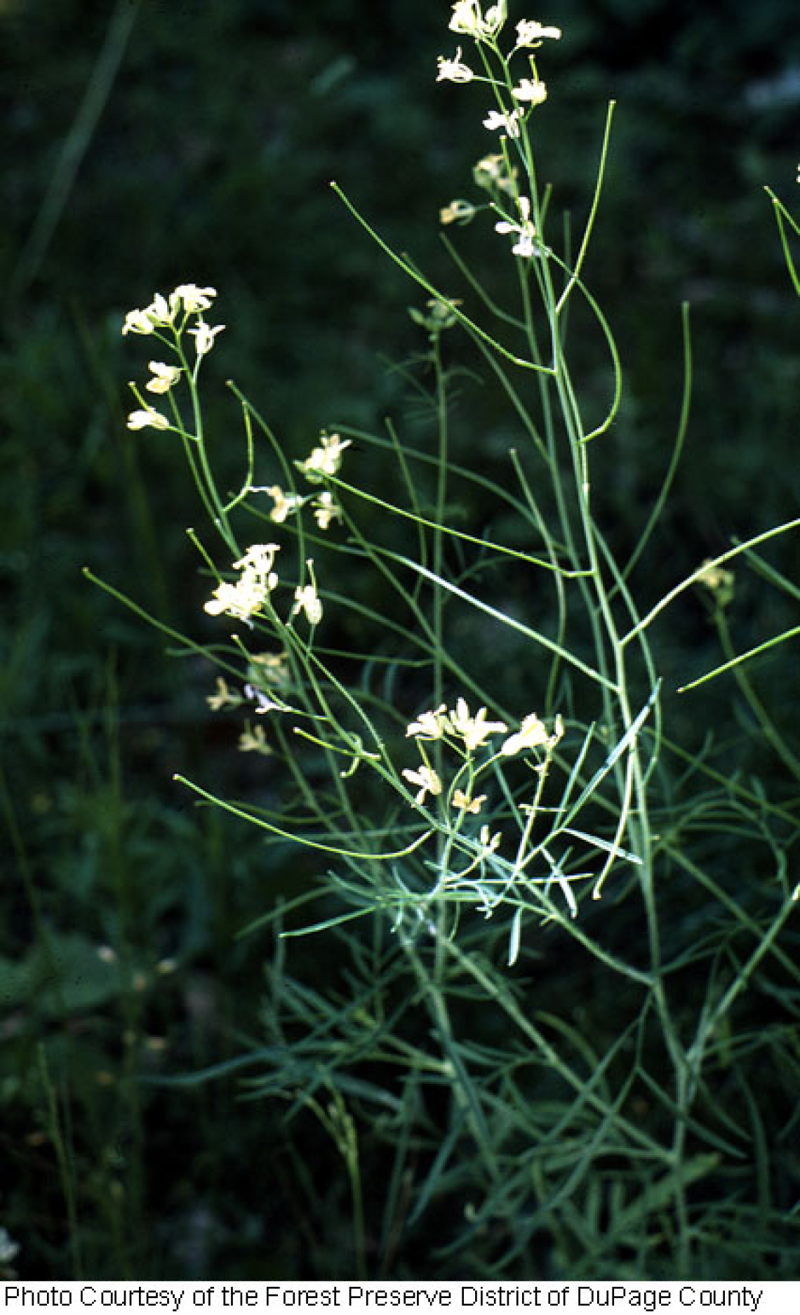 Tumble mustard flowers and fruit