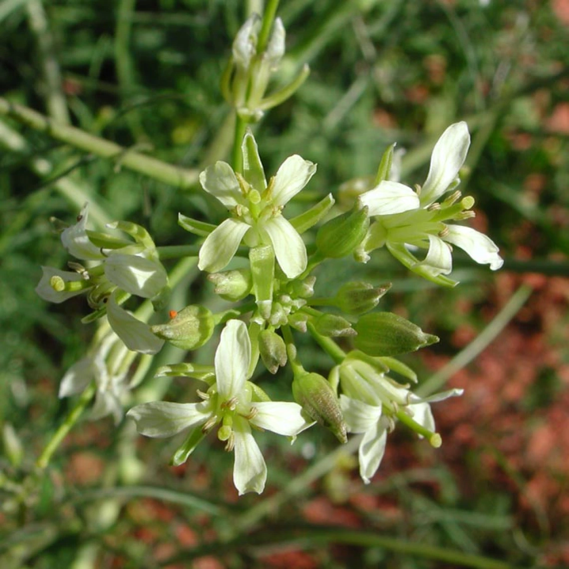 Tumble mustard flowers