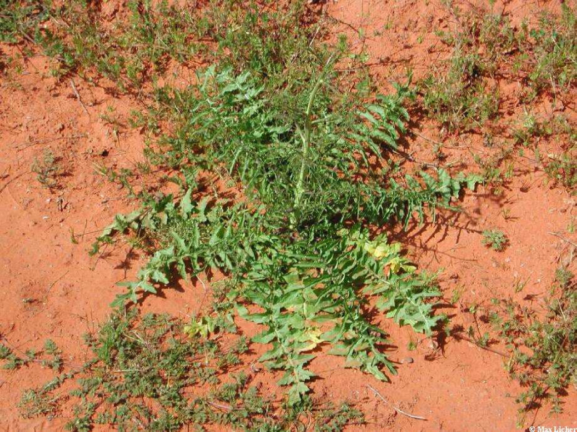 Tumble mustard basal rosette