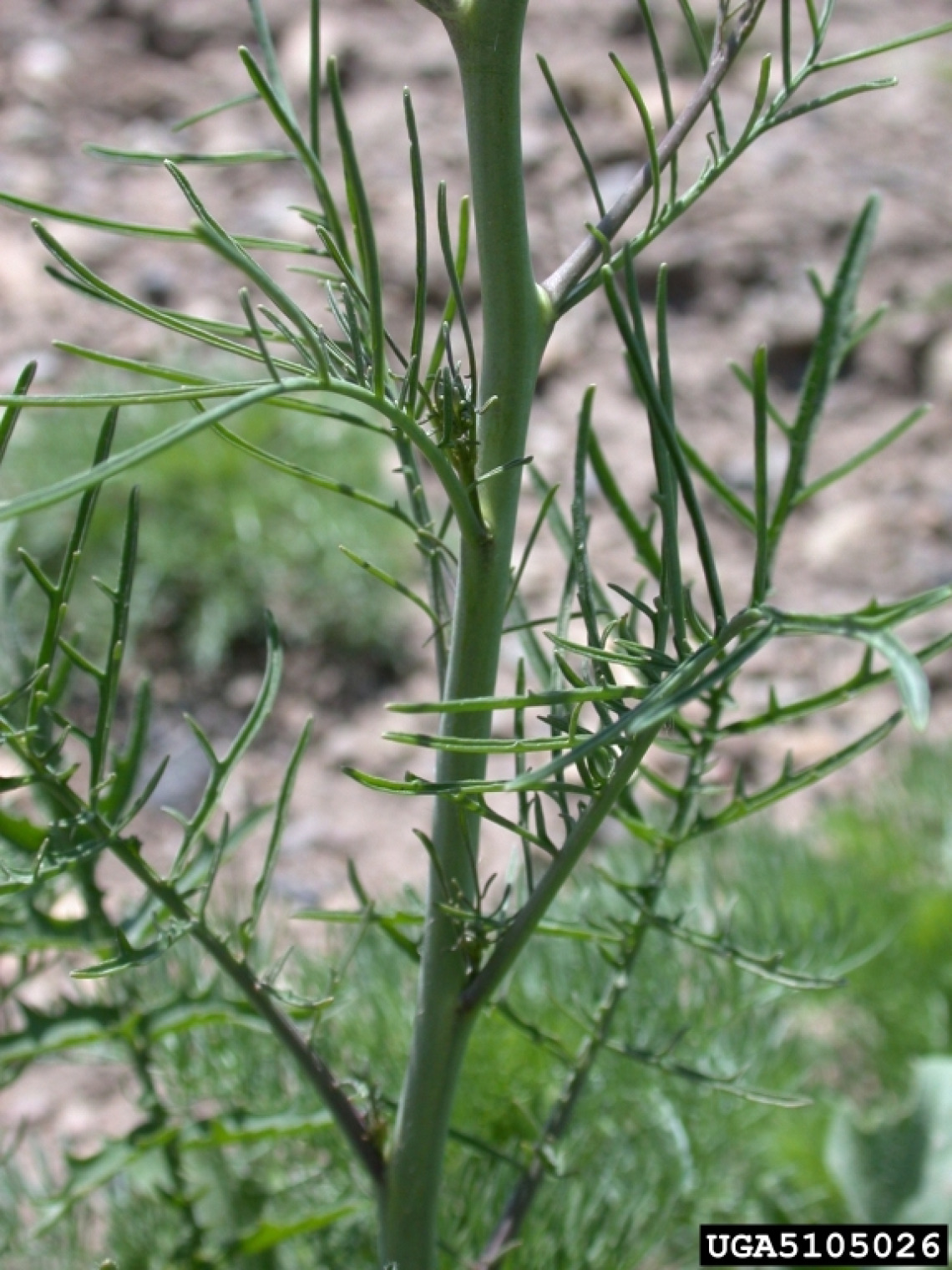 Tumble mustard foliage