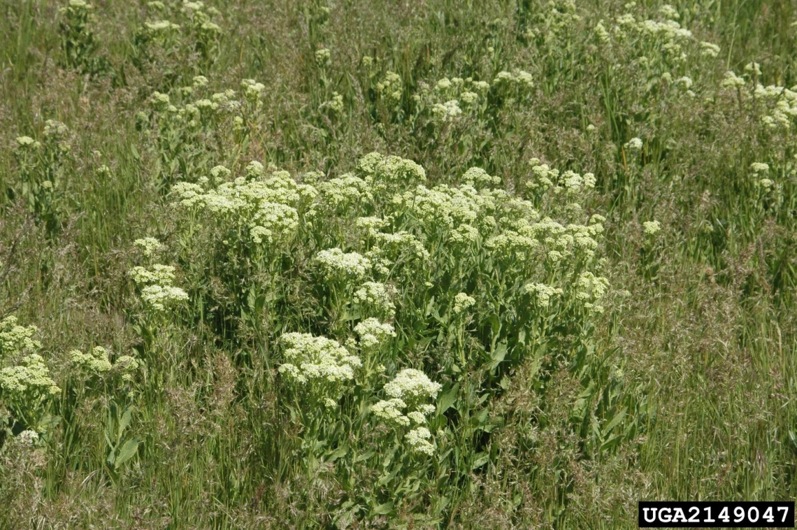 Whitetop habit