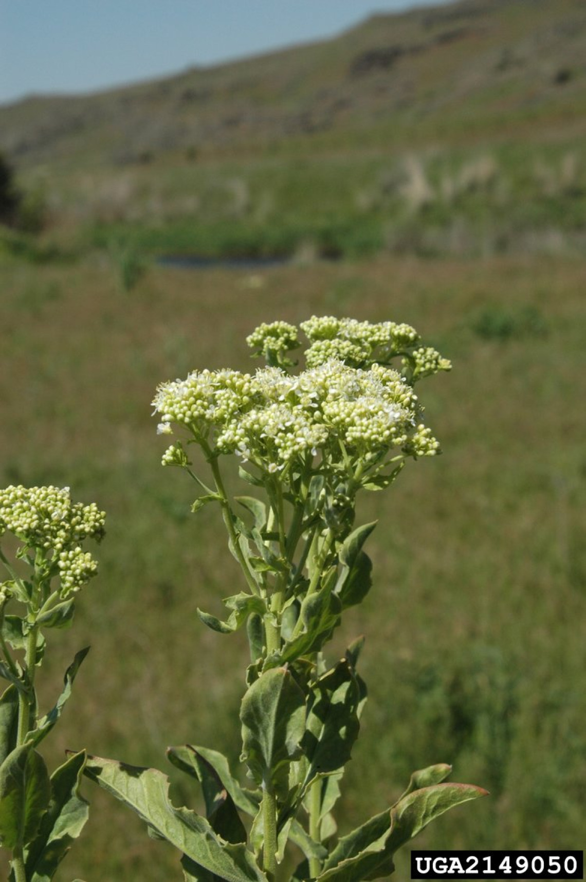 Whitetop flowers and leaves