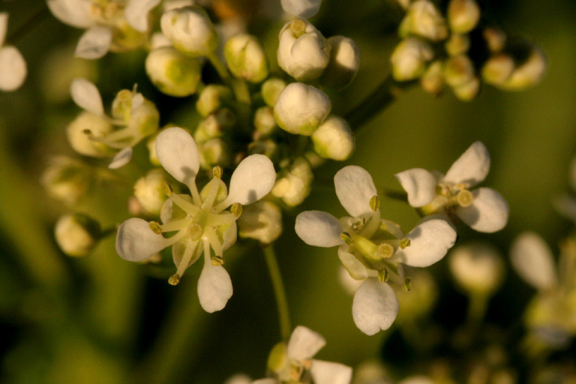 Whitetop flowers