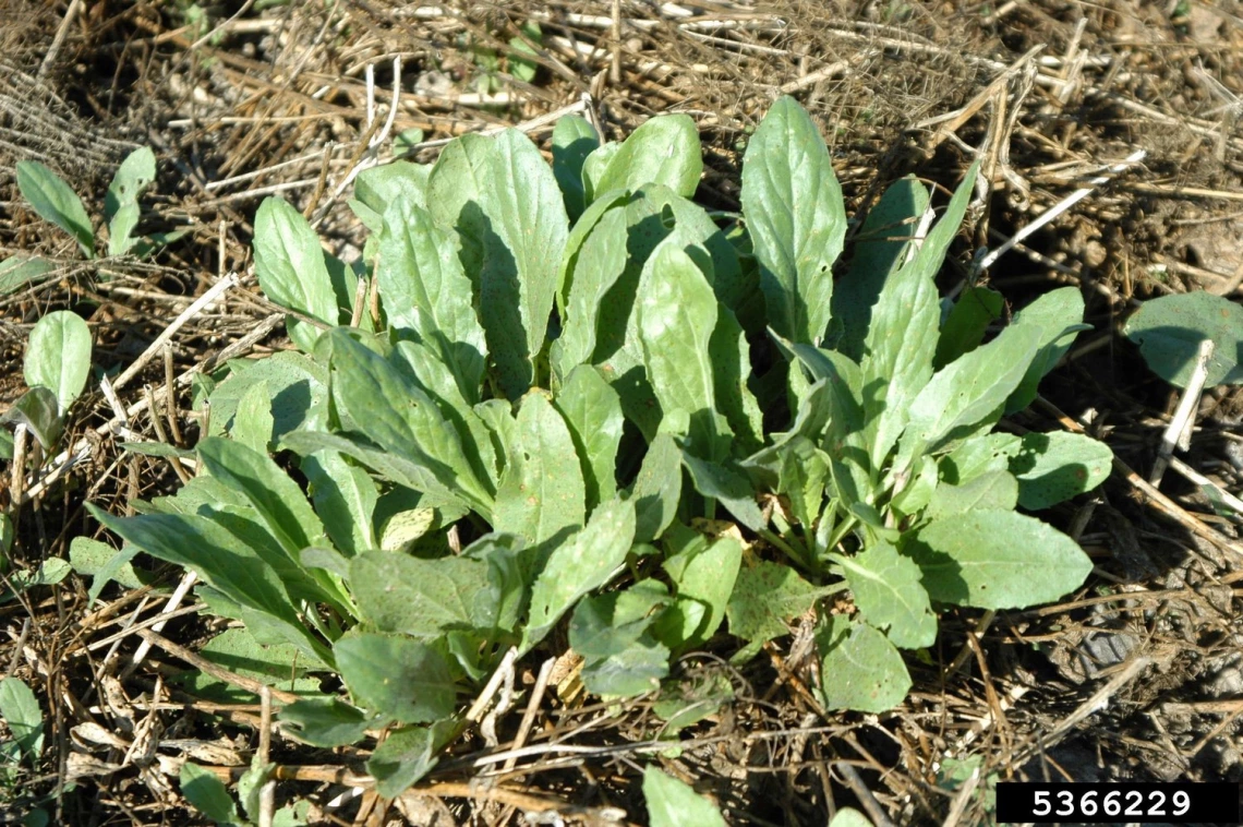 White top basal rosette