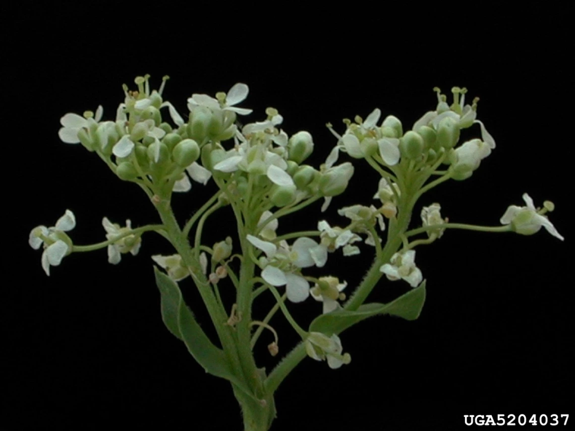 Whitetop flowers