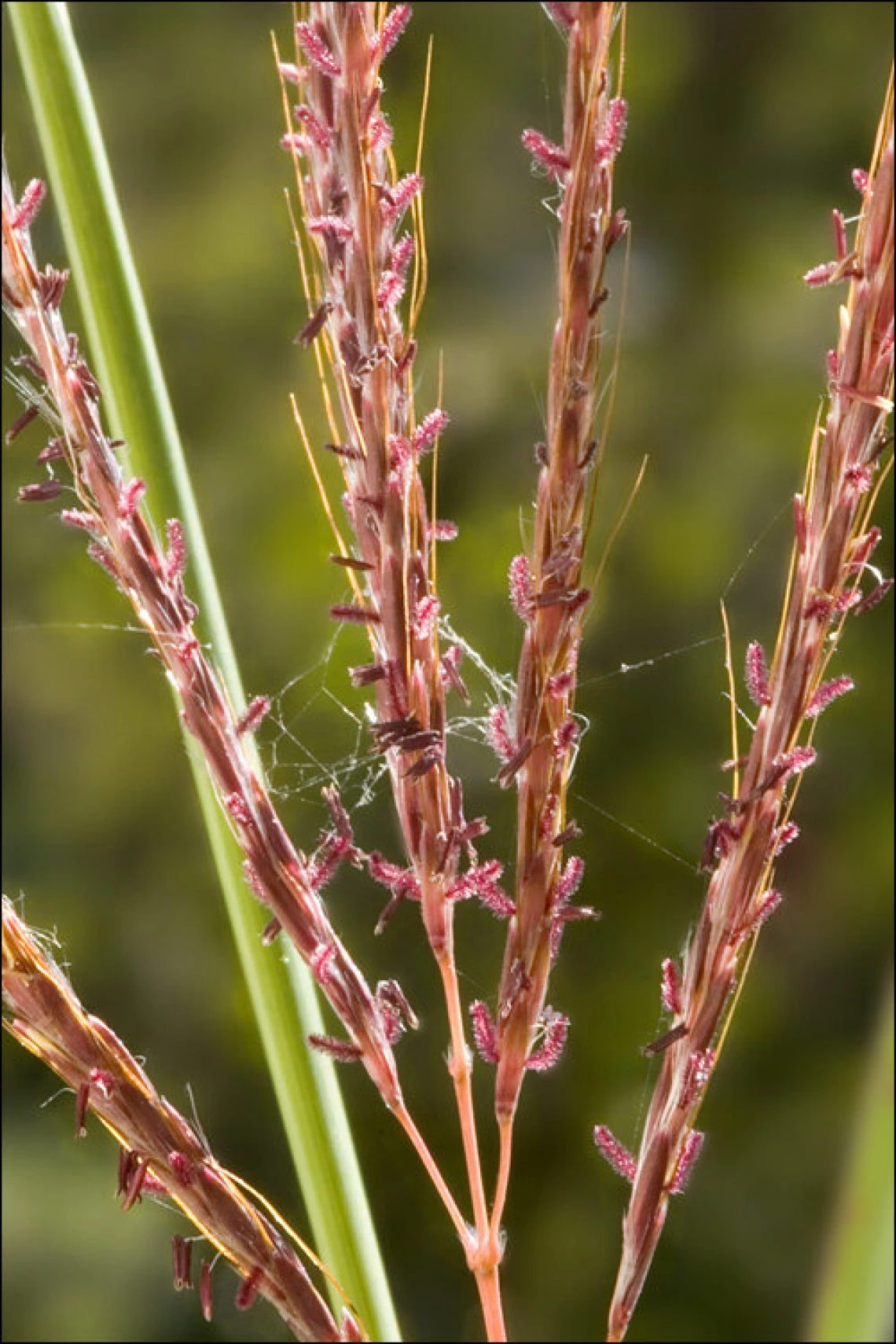 Yellow bluestem flower