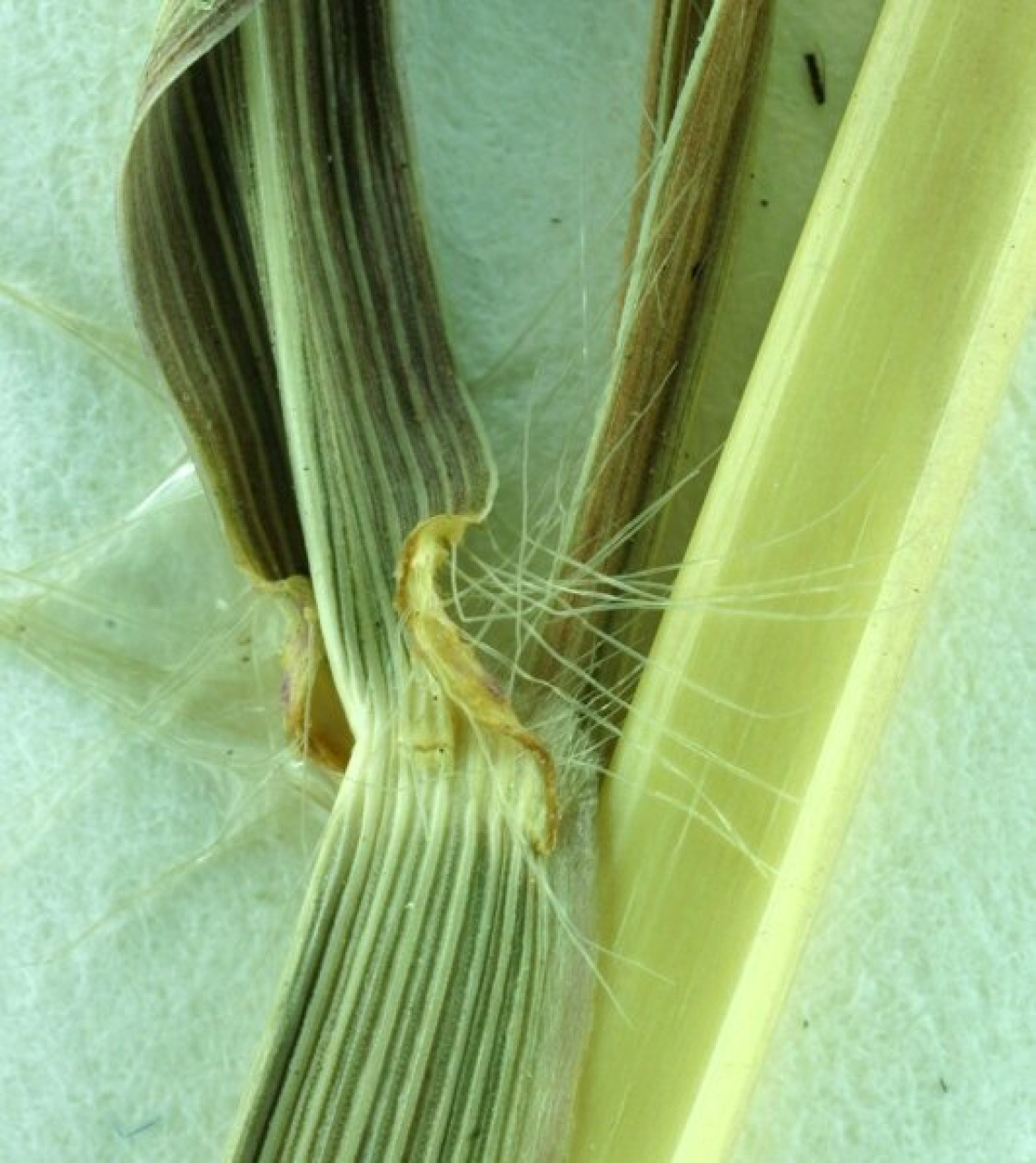 Ligule, where the leaf blade attaches to the stem