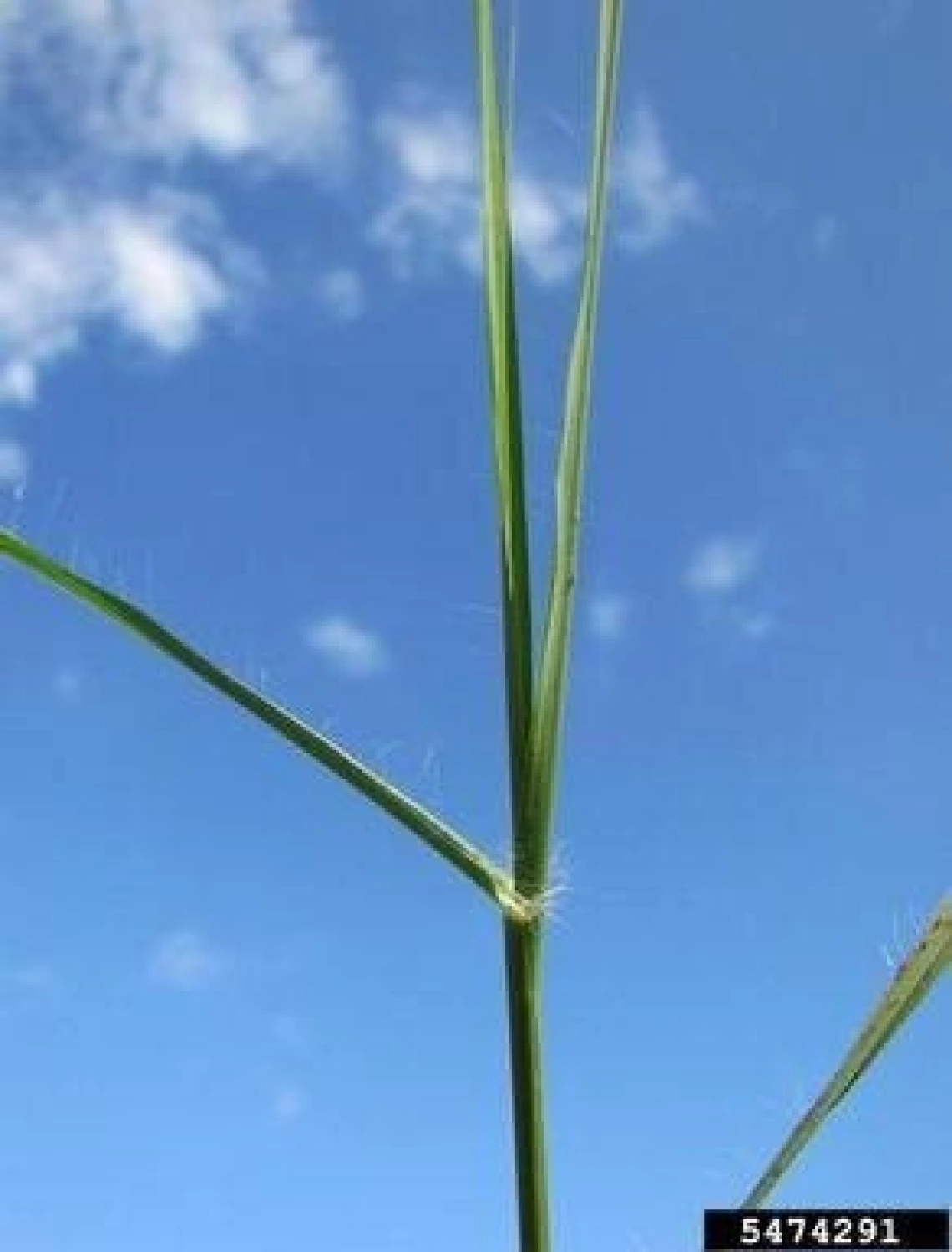 Yellow bluestem grass