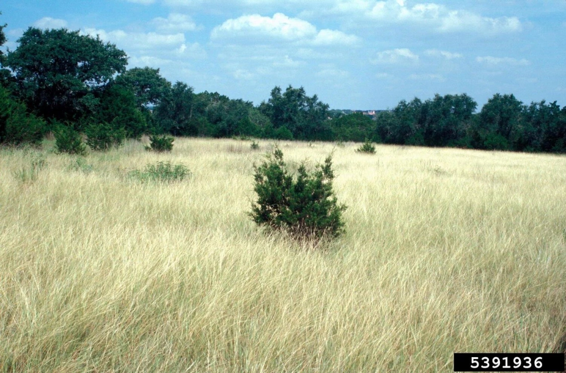 Yellow bluestem infestation