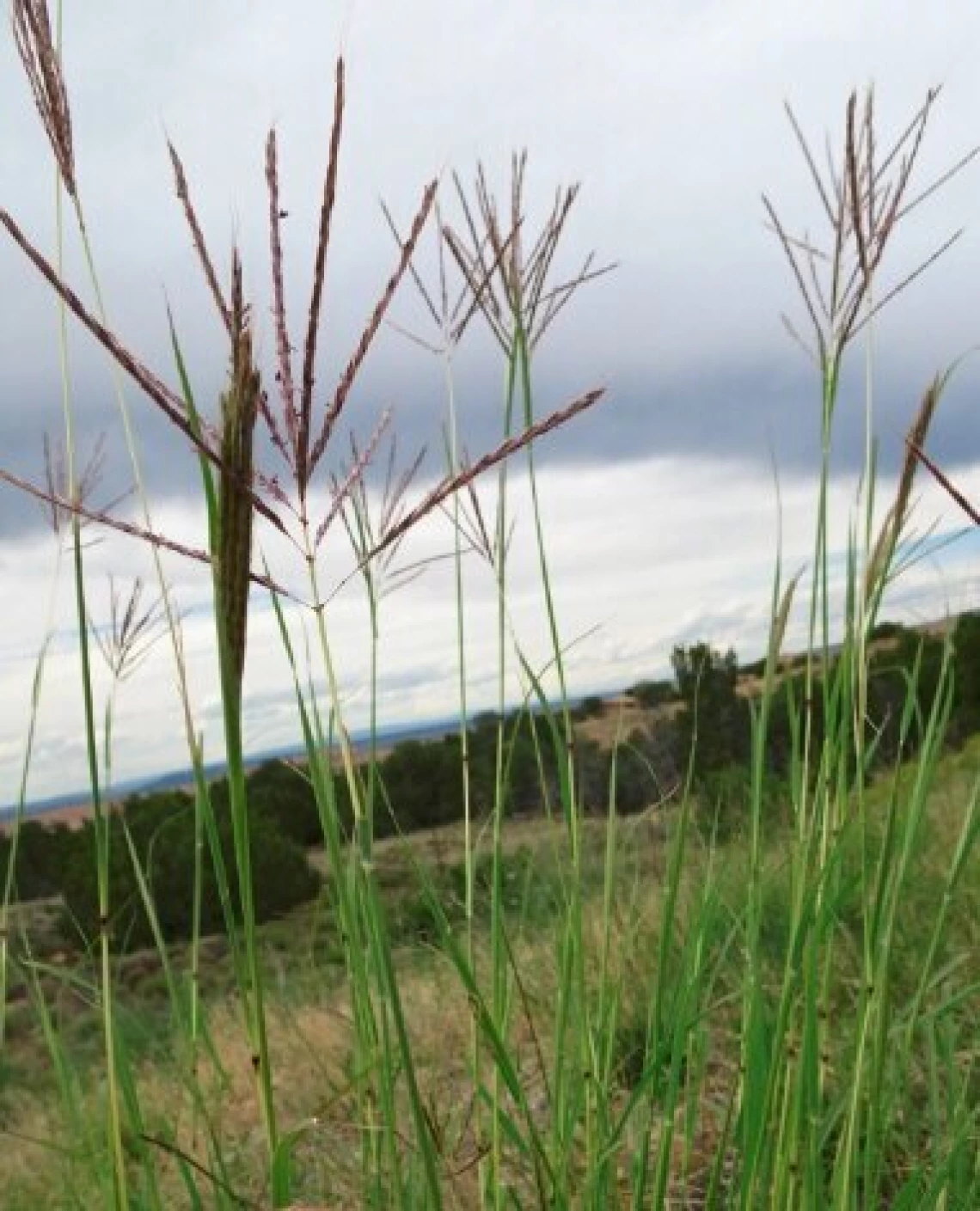 Yellow bluestem grass blooming.