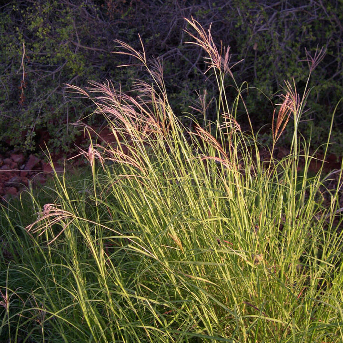 Yellow bluestem grass