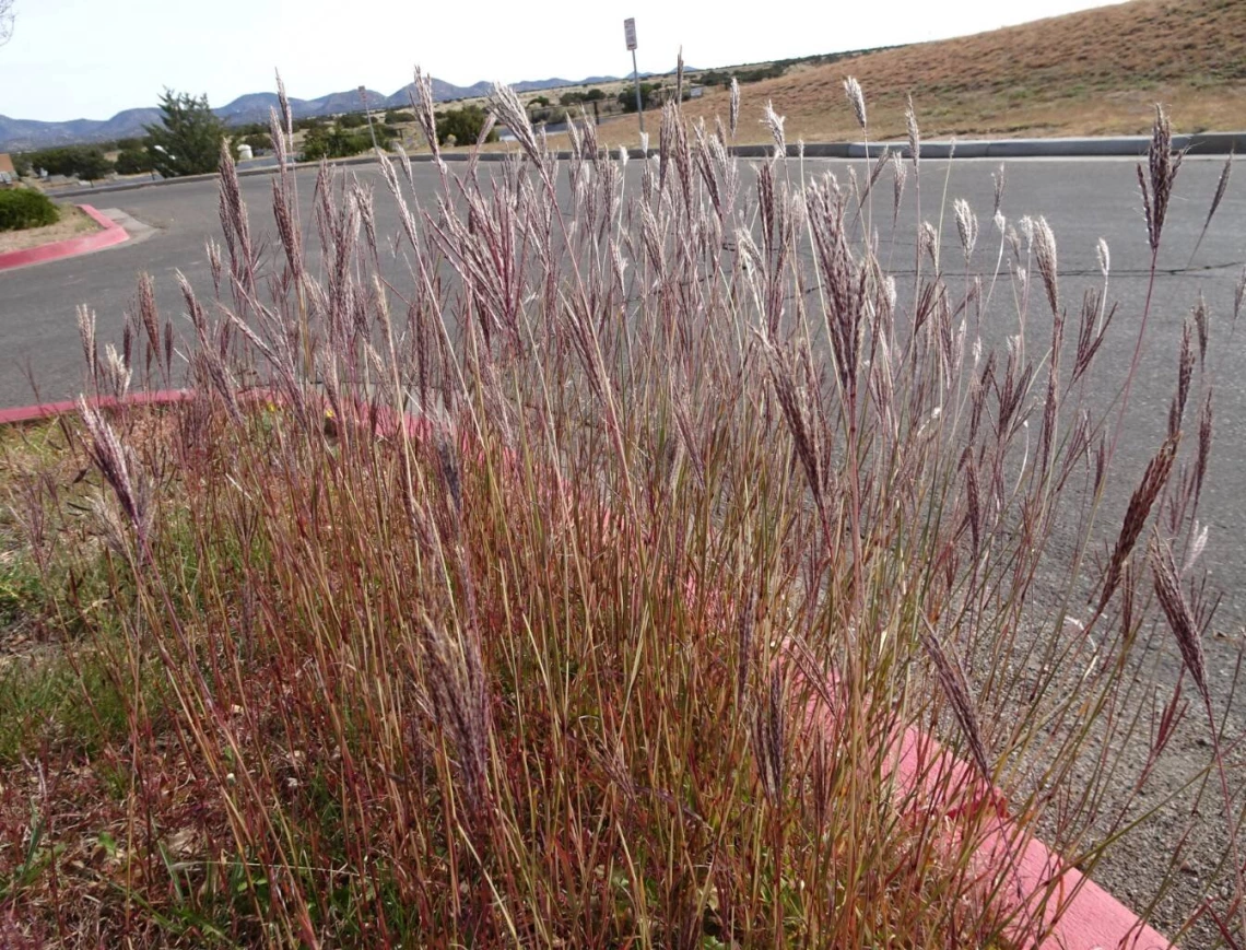 Yellow bluestem with seed heads