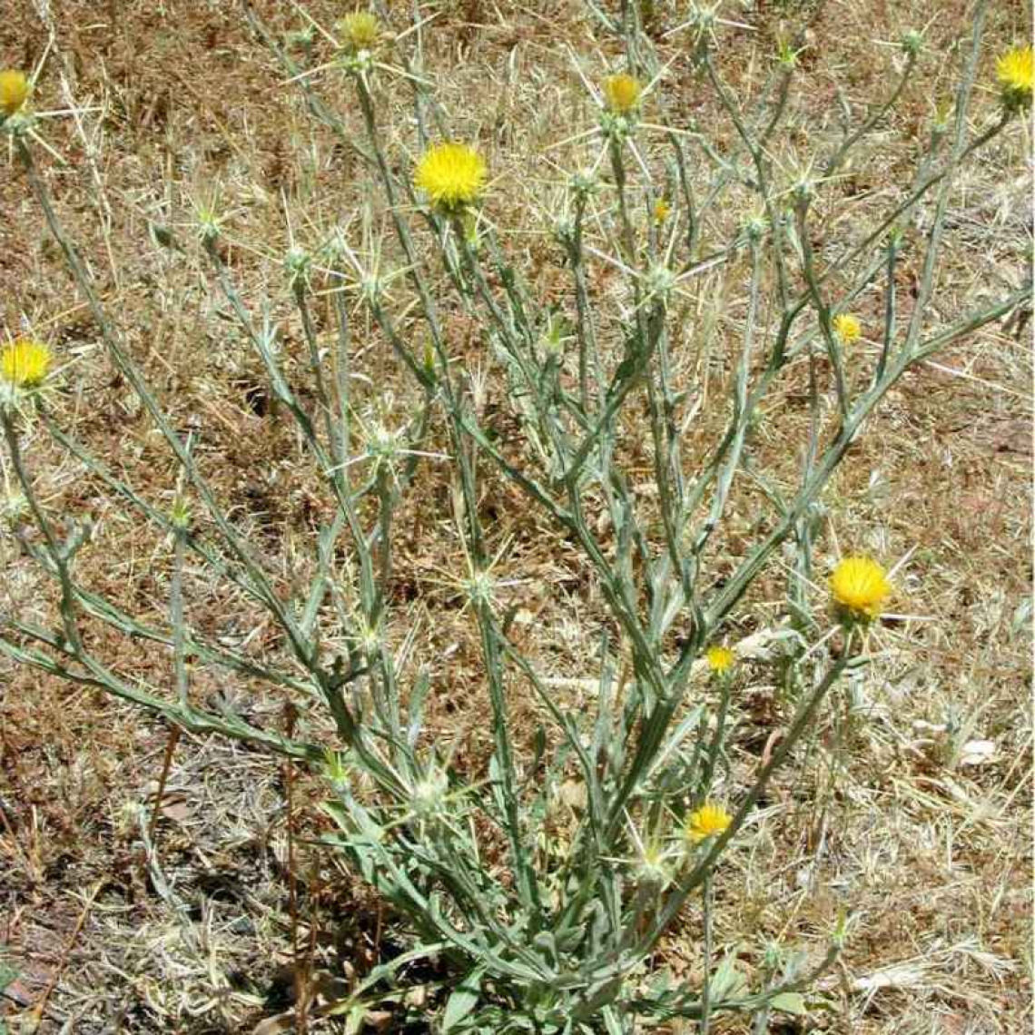 Yellow starthistle habit