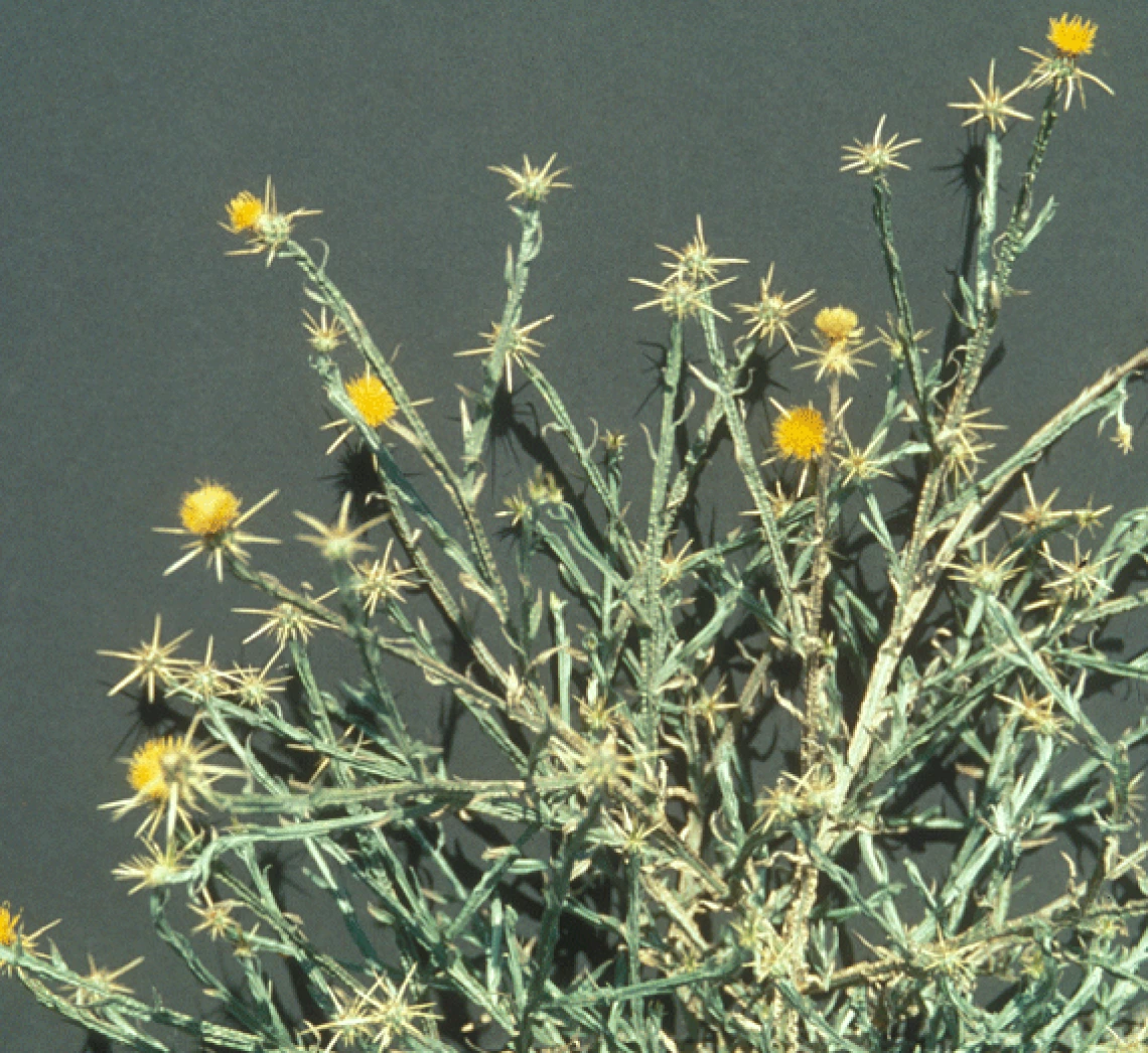 Yellow starthistle flower heads