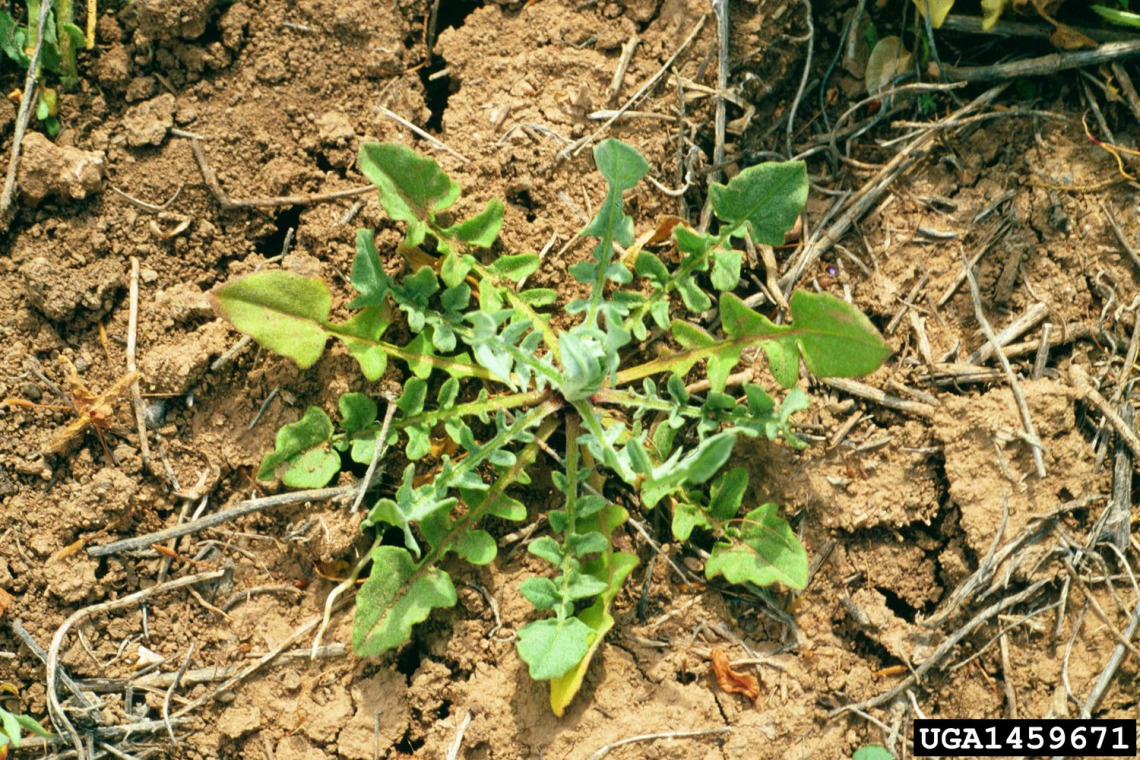 Yellow starthistle basal rosette