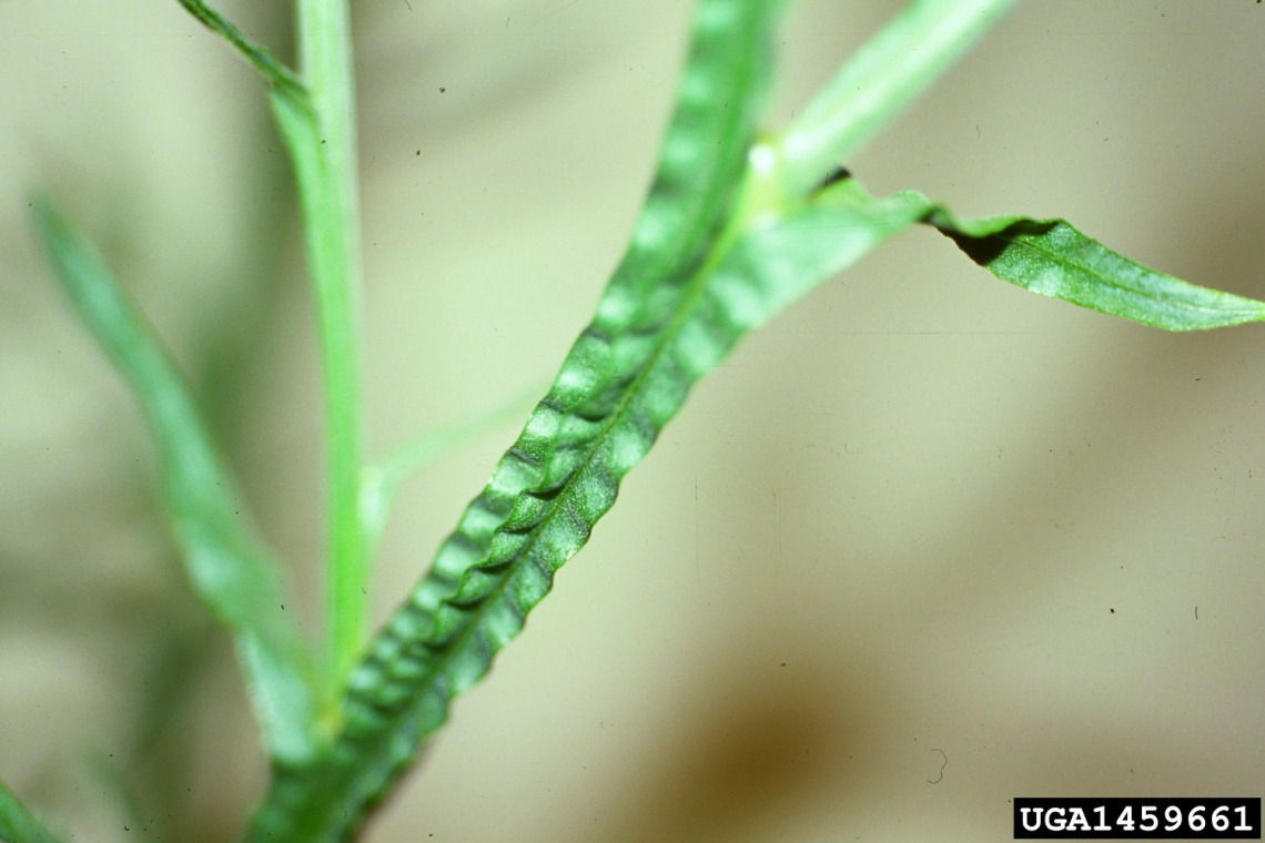 Yellow starthistle leaves