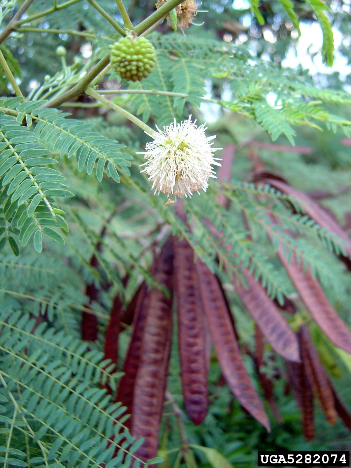 Leucaena leucocephala flower