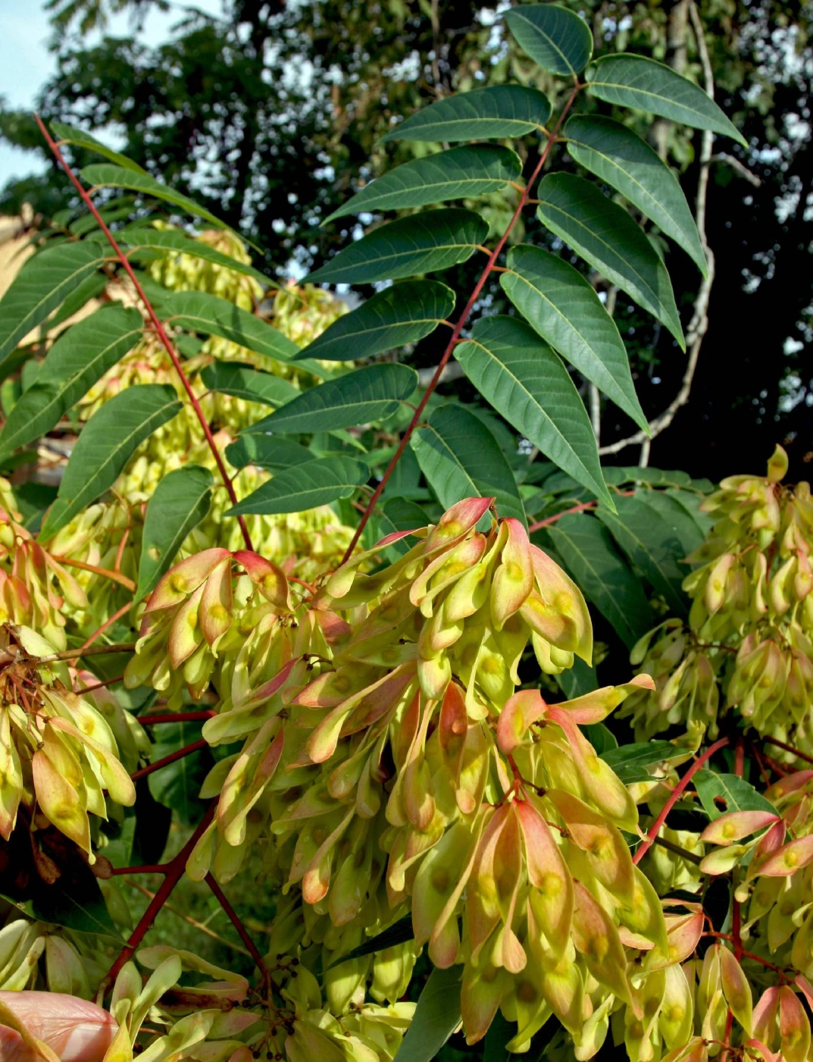 Ailanthus altissima (tree-of-heaven) seeds