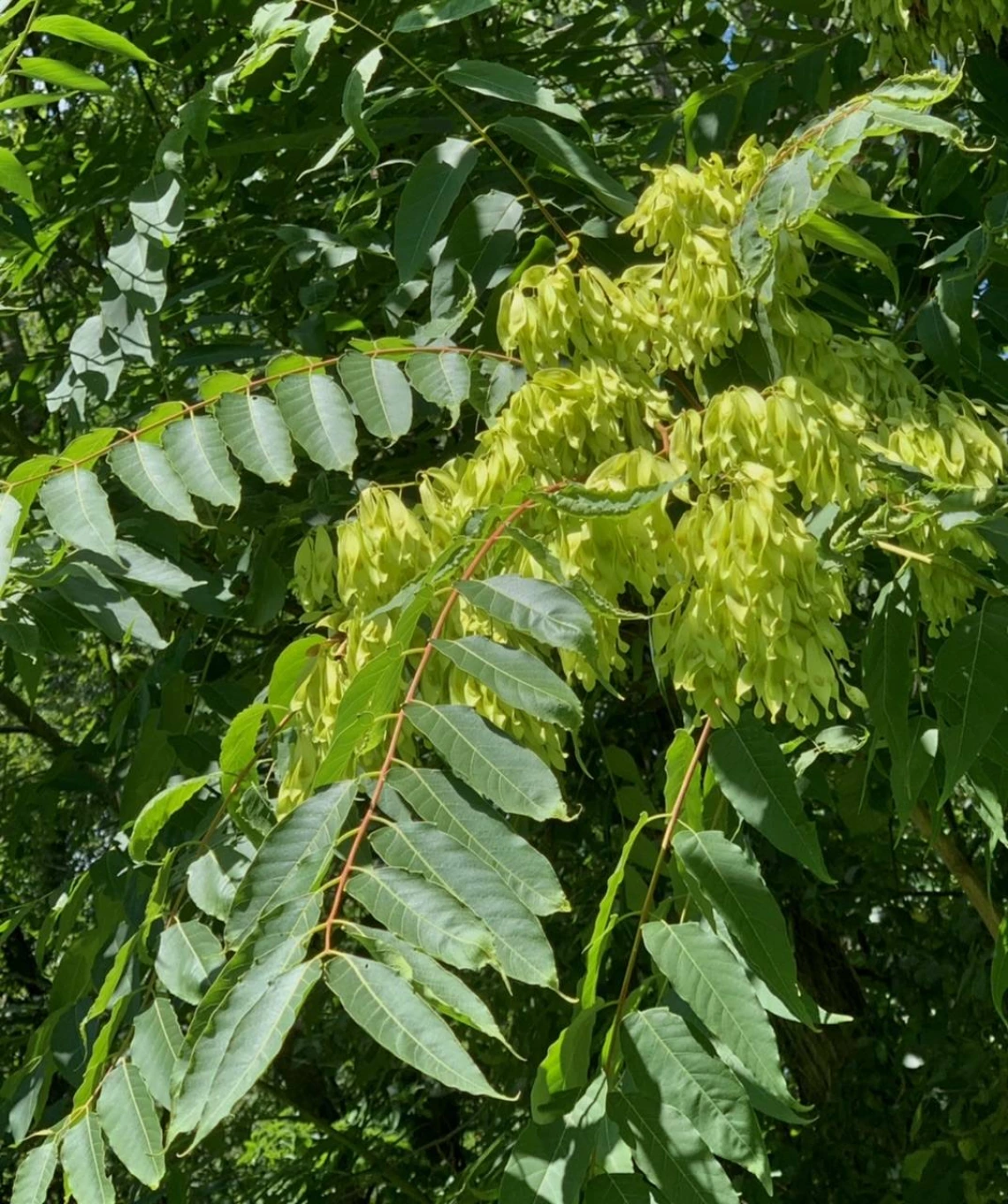 Ailanthus altissima (tree-of-heaven)