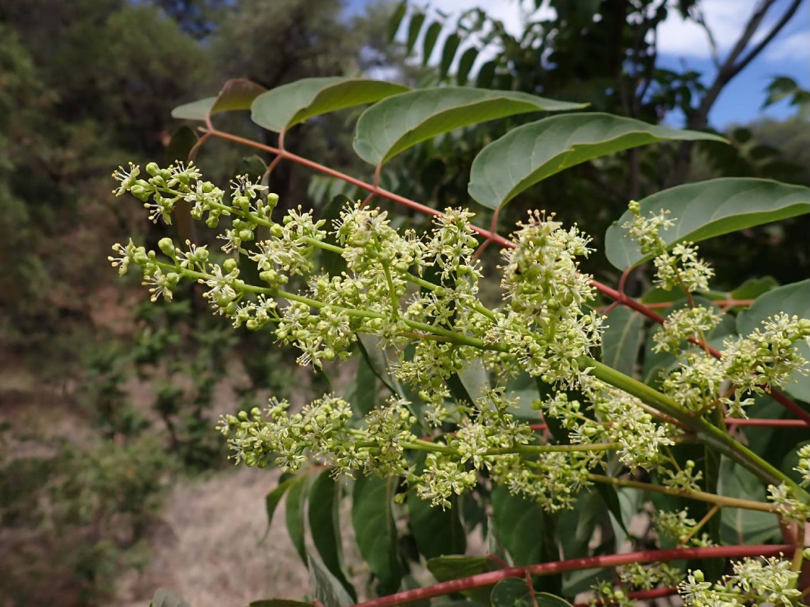 Ailanthus altissima (tree-of-heaven) flowers