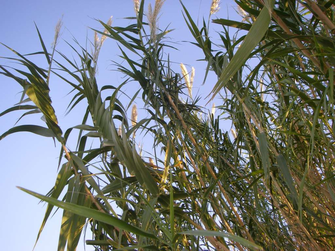 Arundo donax