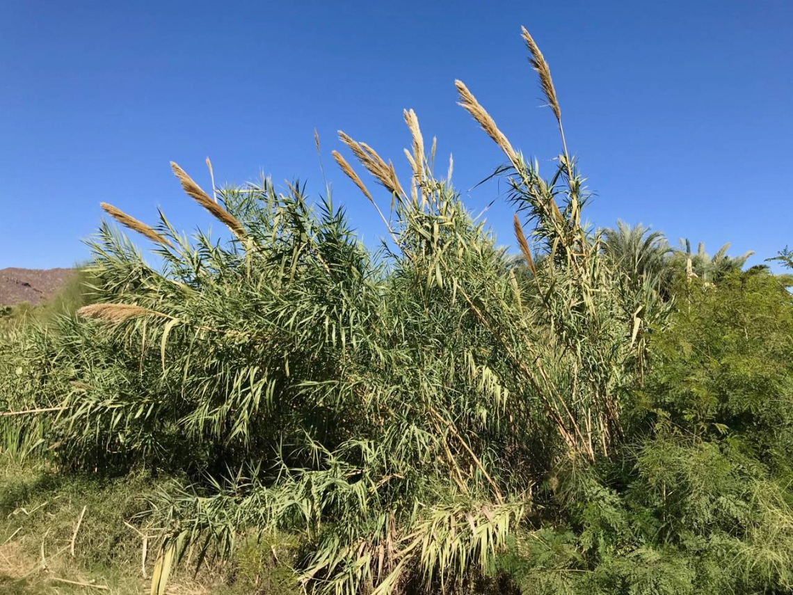 Arundo donax