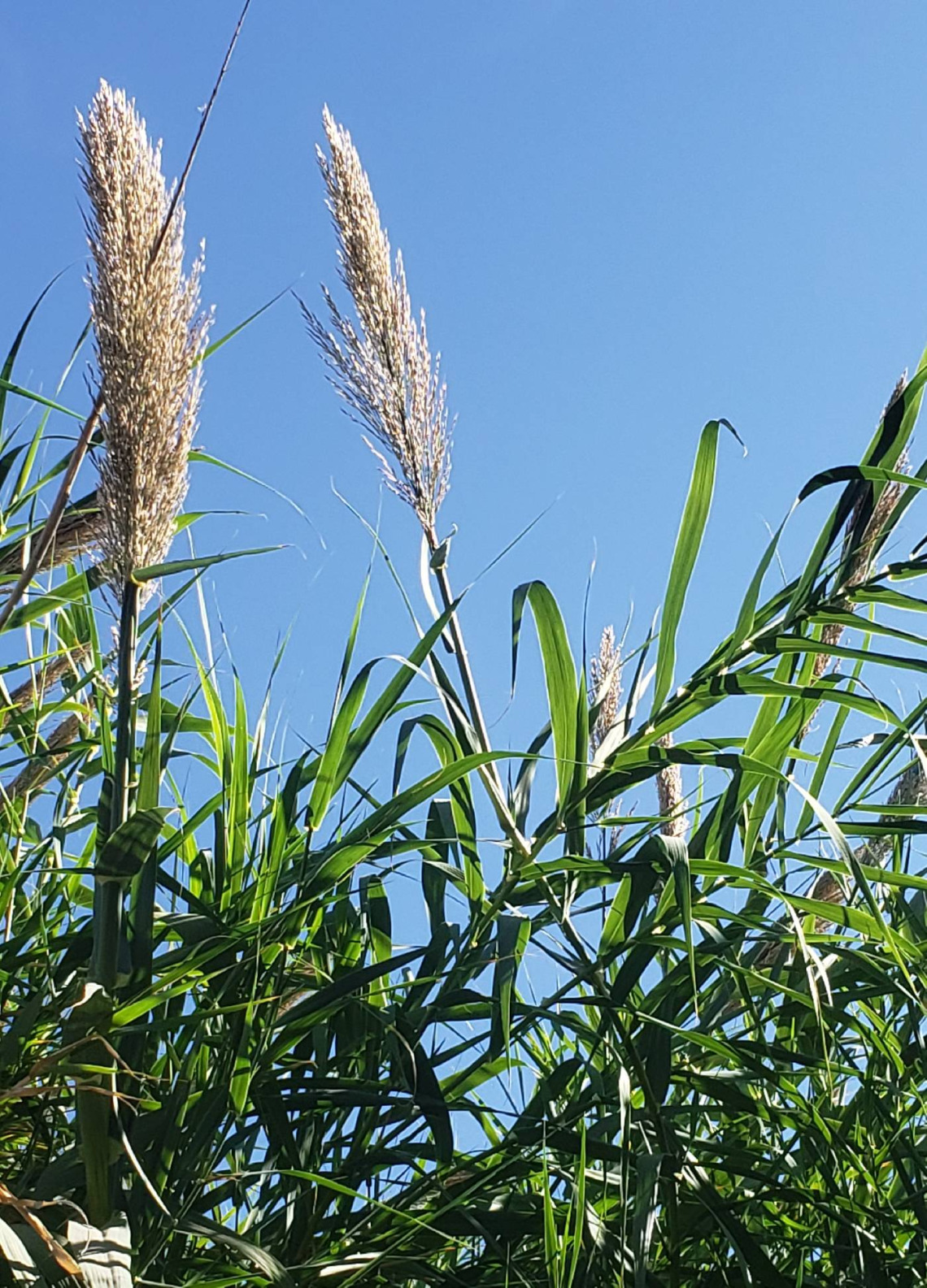 Arundo donax