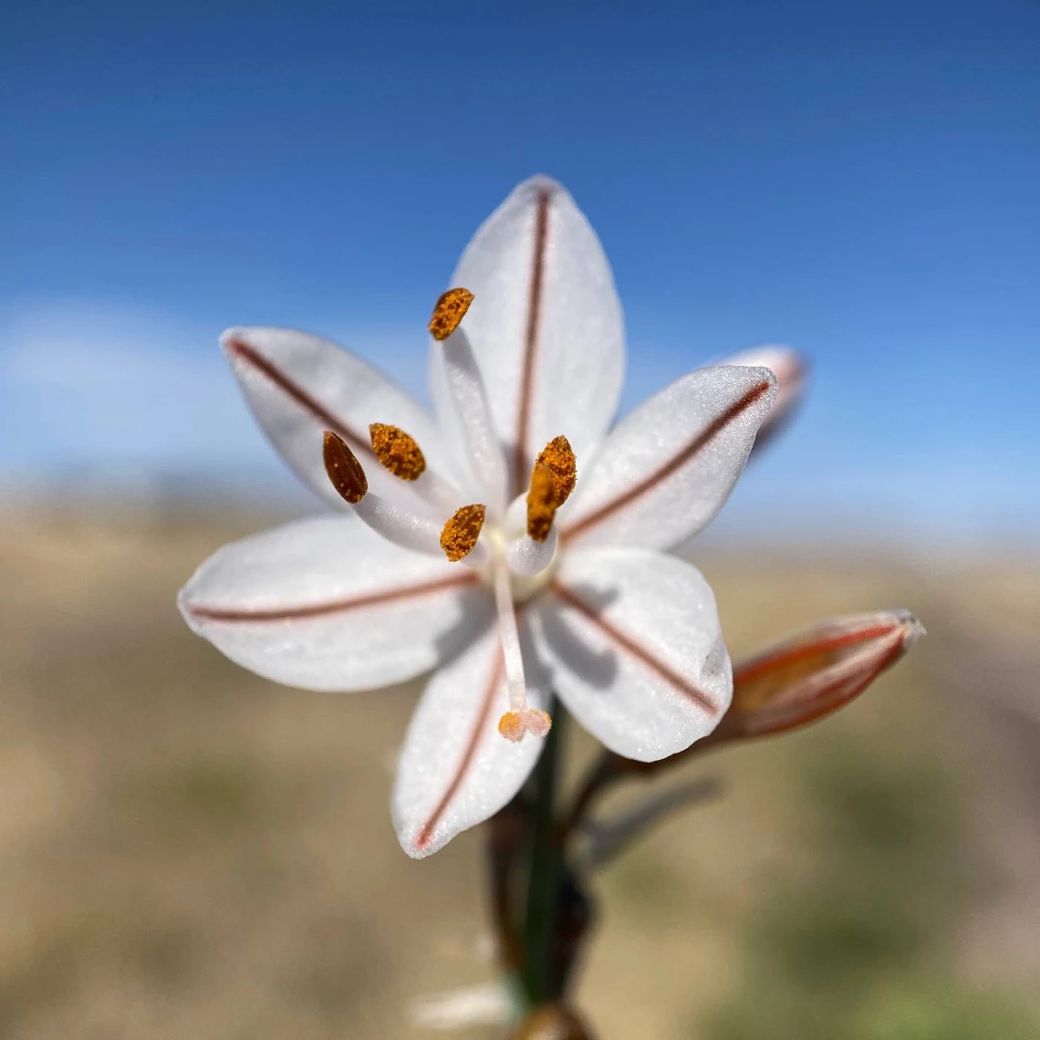 Asphodelus fistulosus flower