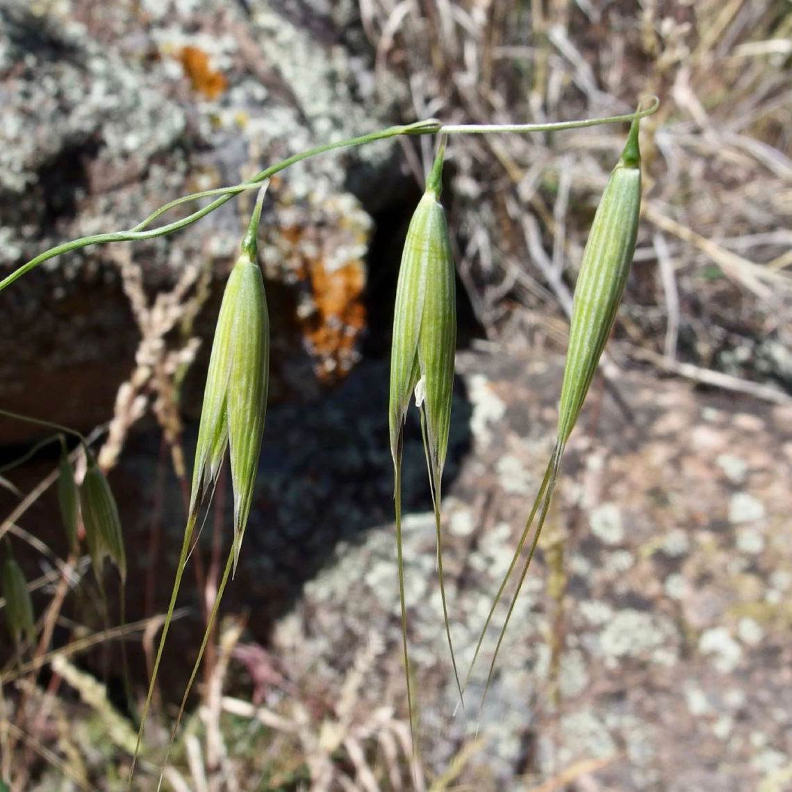 Avena fatua