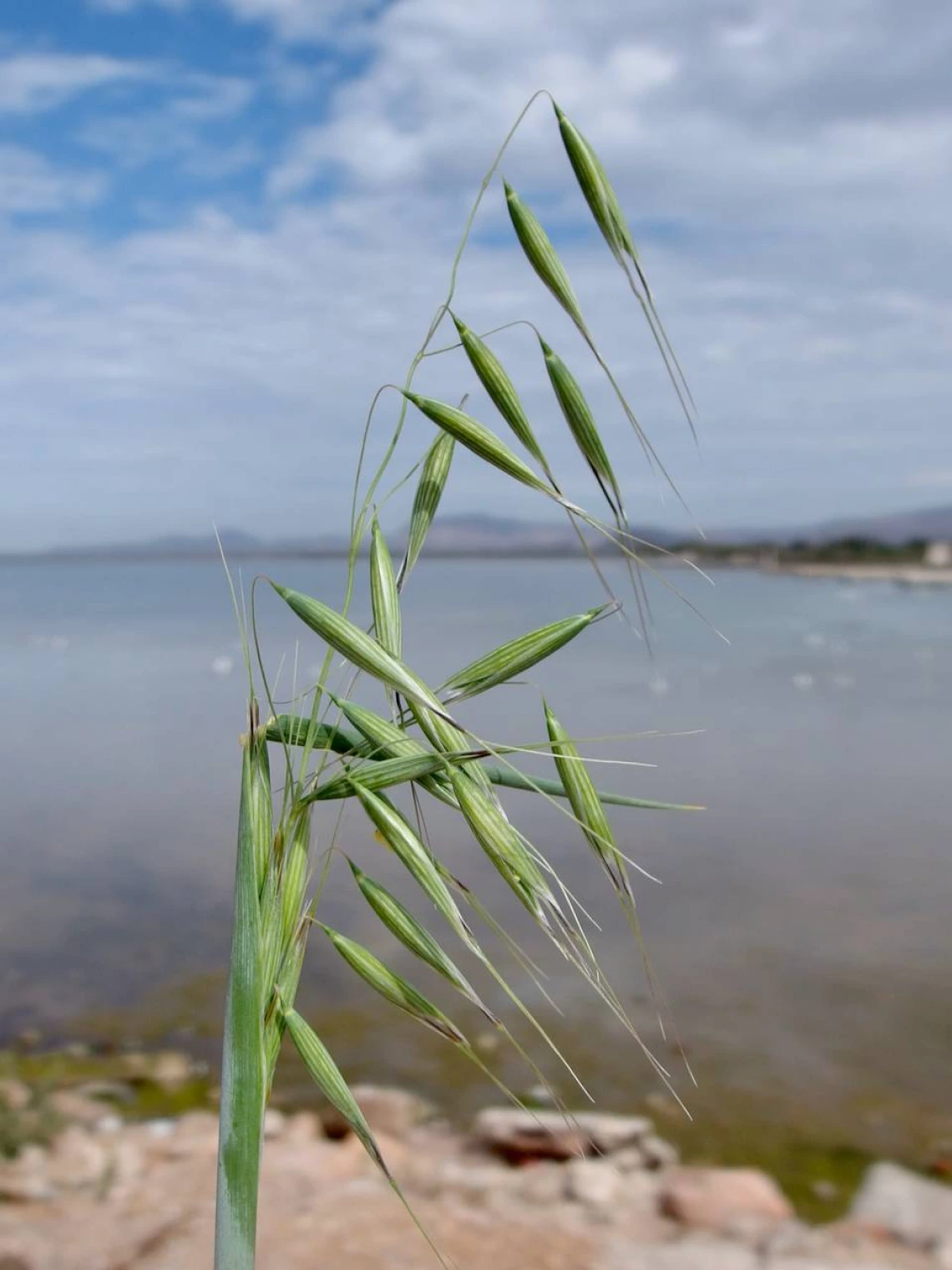 Avena fatua