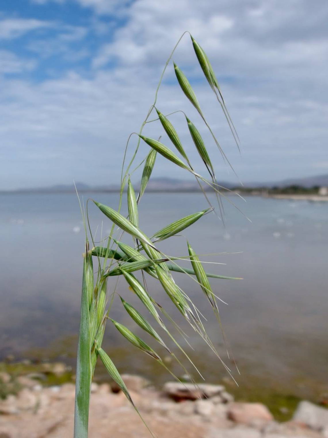 Avena fatua