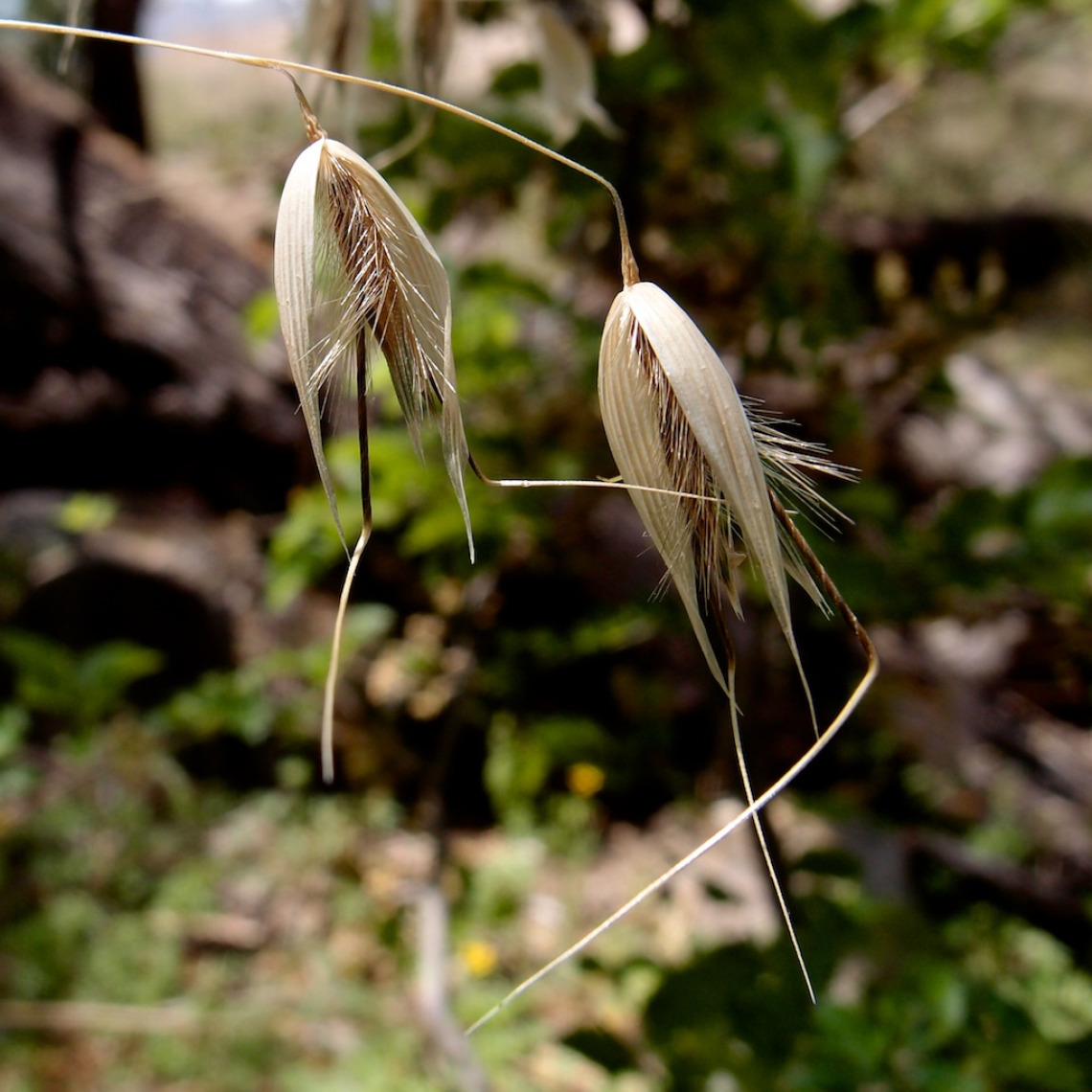 Avena fatua