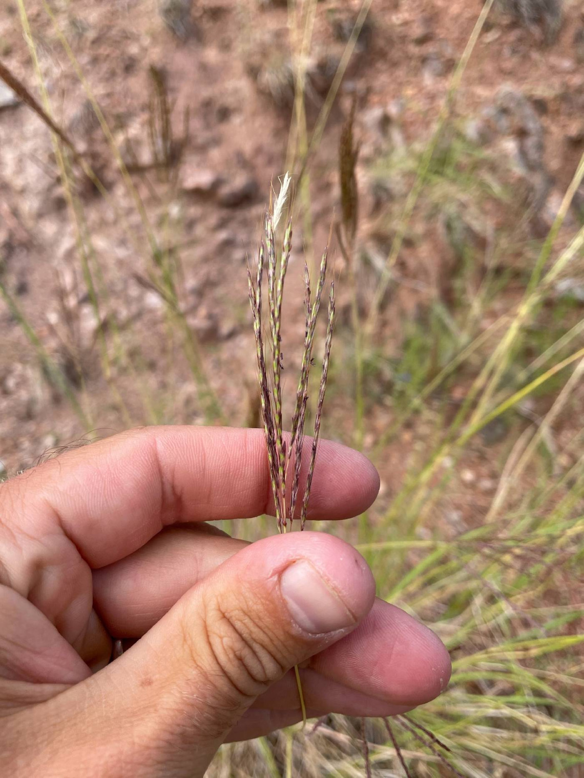 Bothriochloa Ischaemum (Yellow bluestem grass)