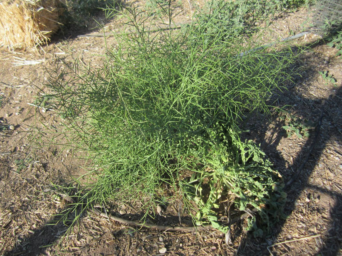 Brassica tournefortii