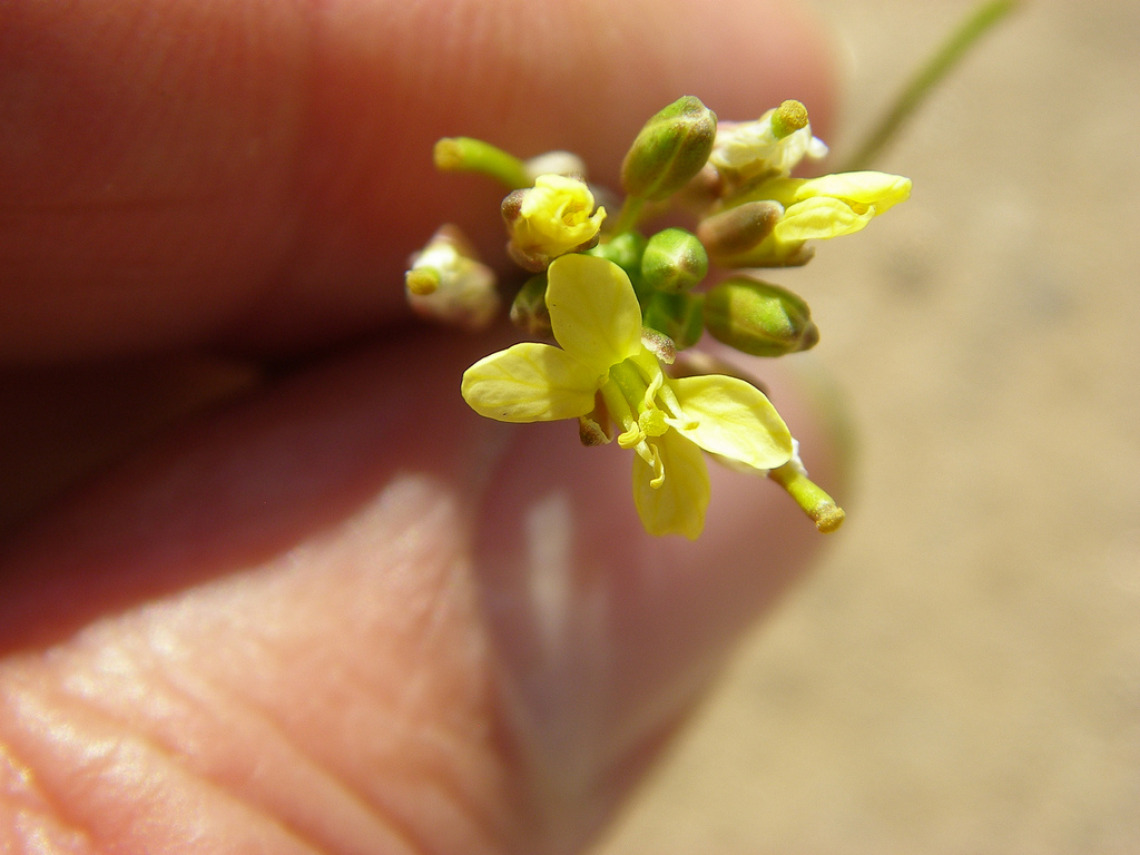 Brassica tournefortii flowers