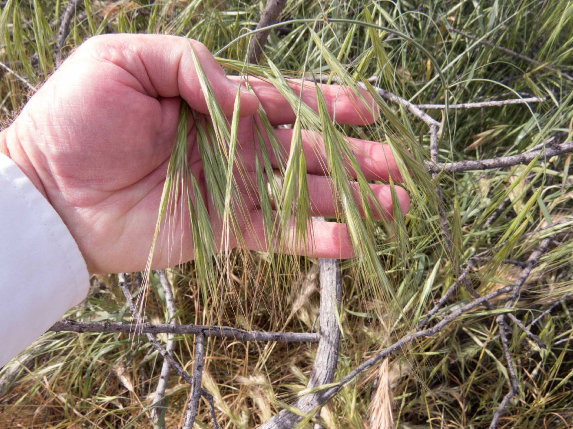 Bromus diandrus