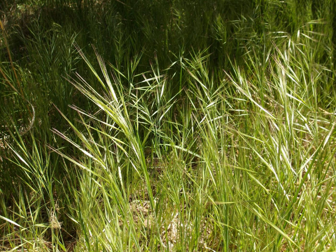 Bromus diandrus