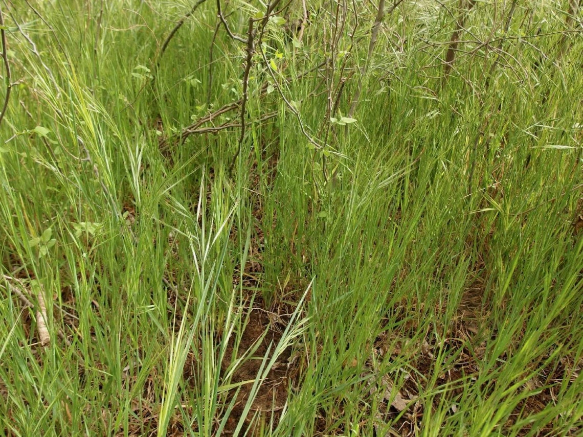 Bromus diandrus