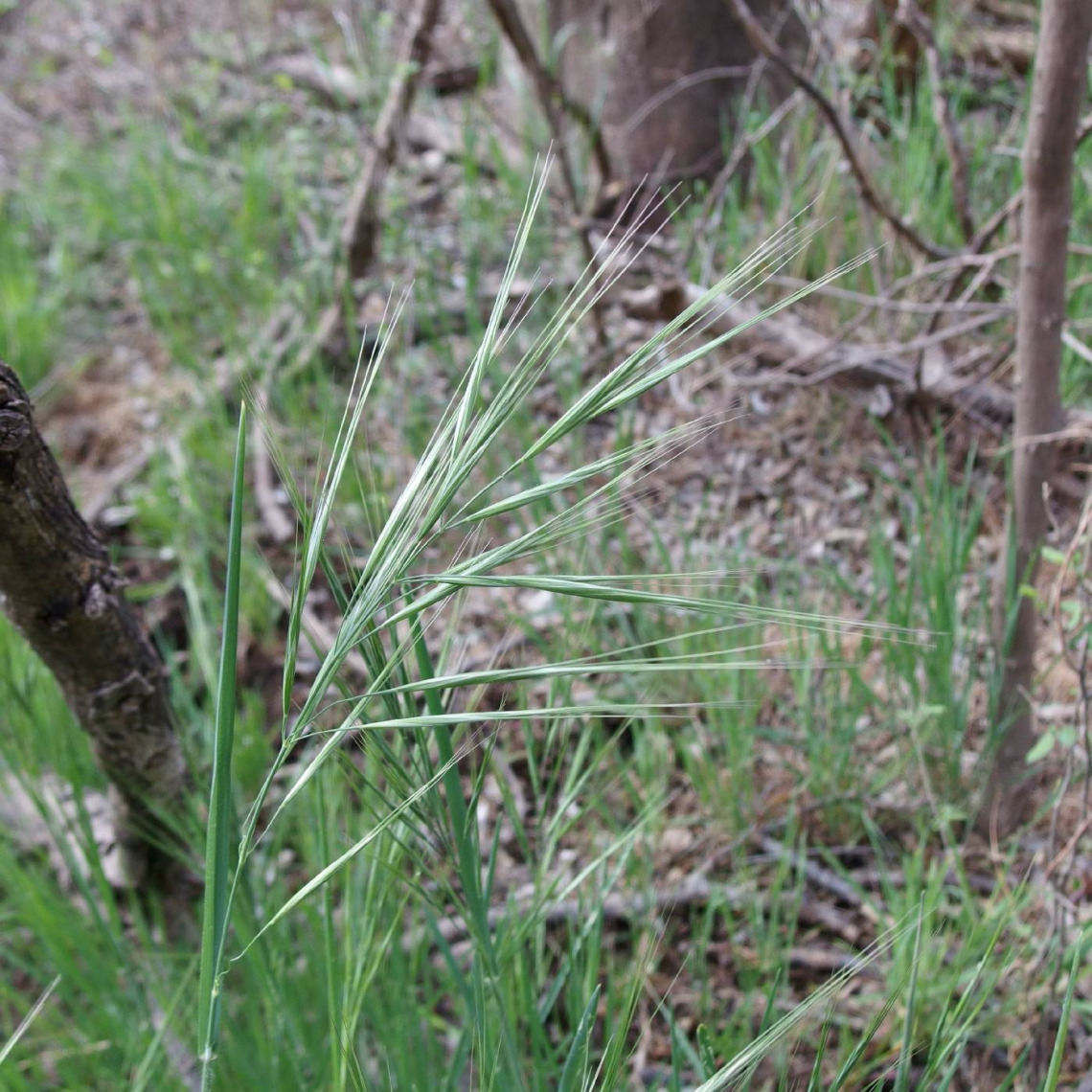 Bromus diandrus head