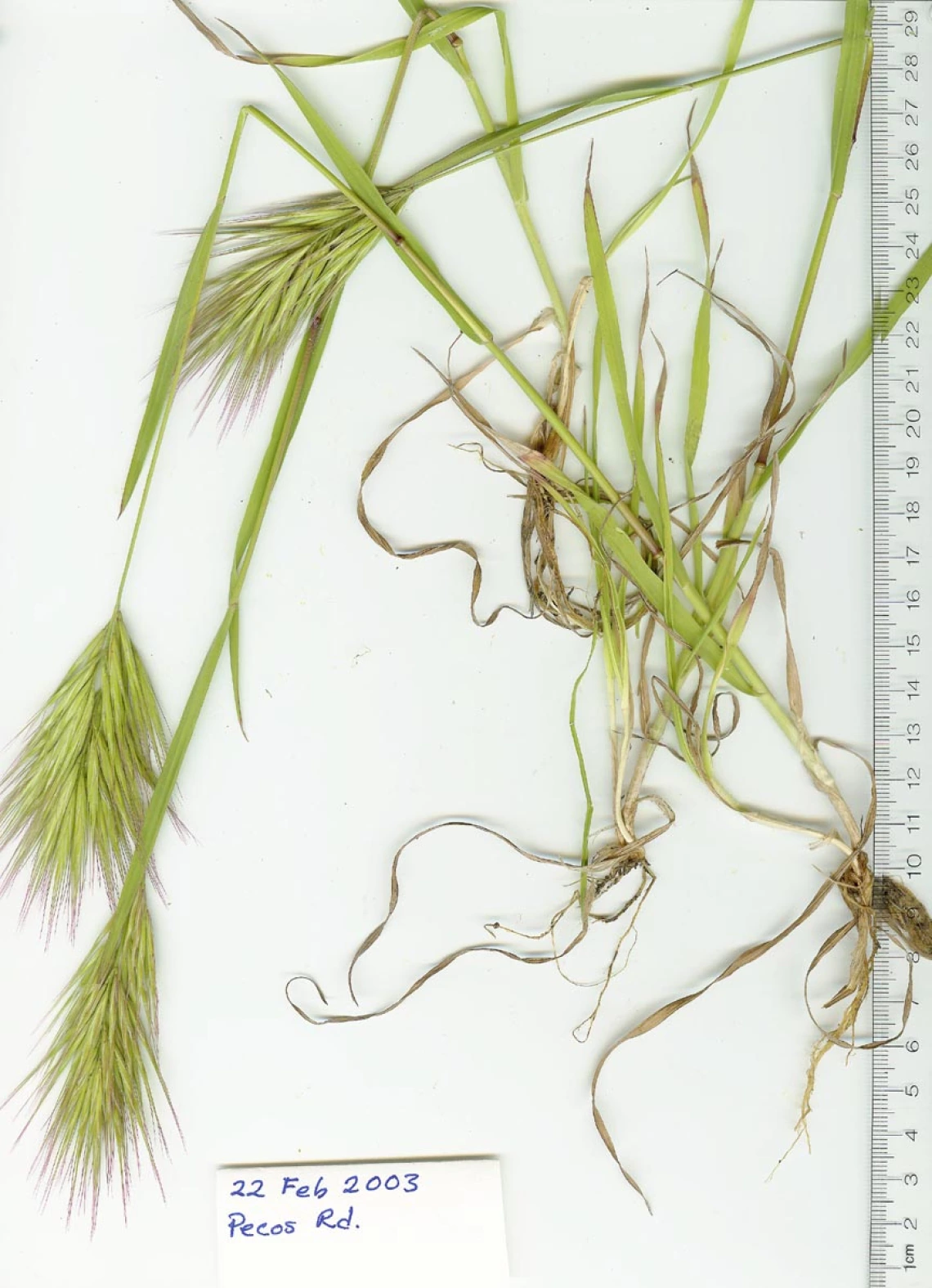 Bromus rubens