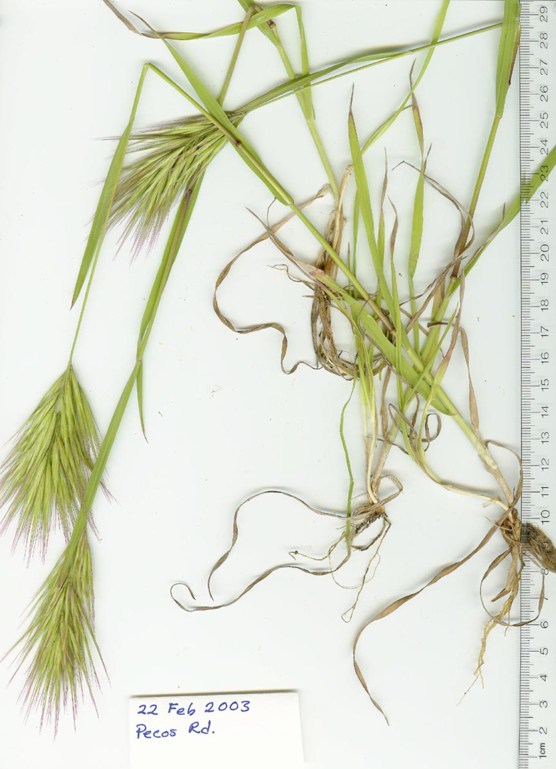 Bromus rubens