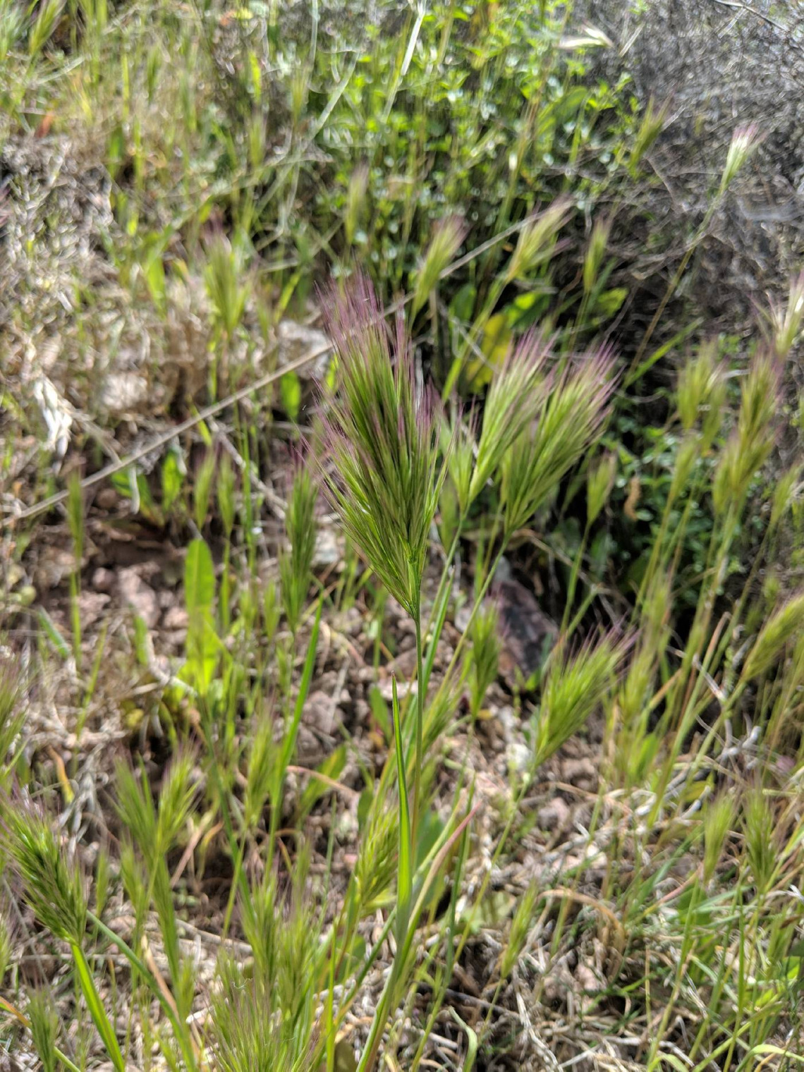 Bromus rubens