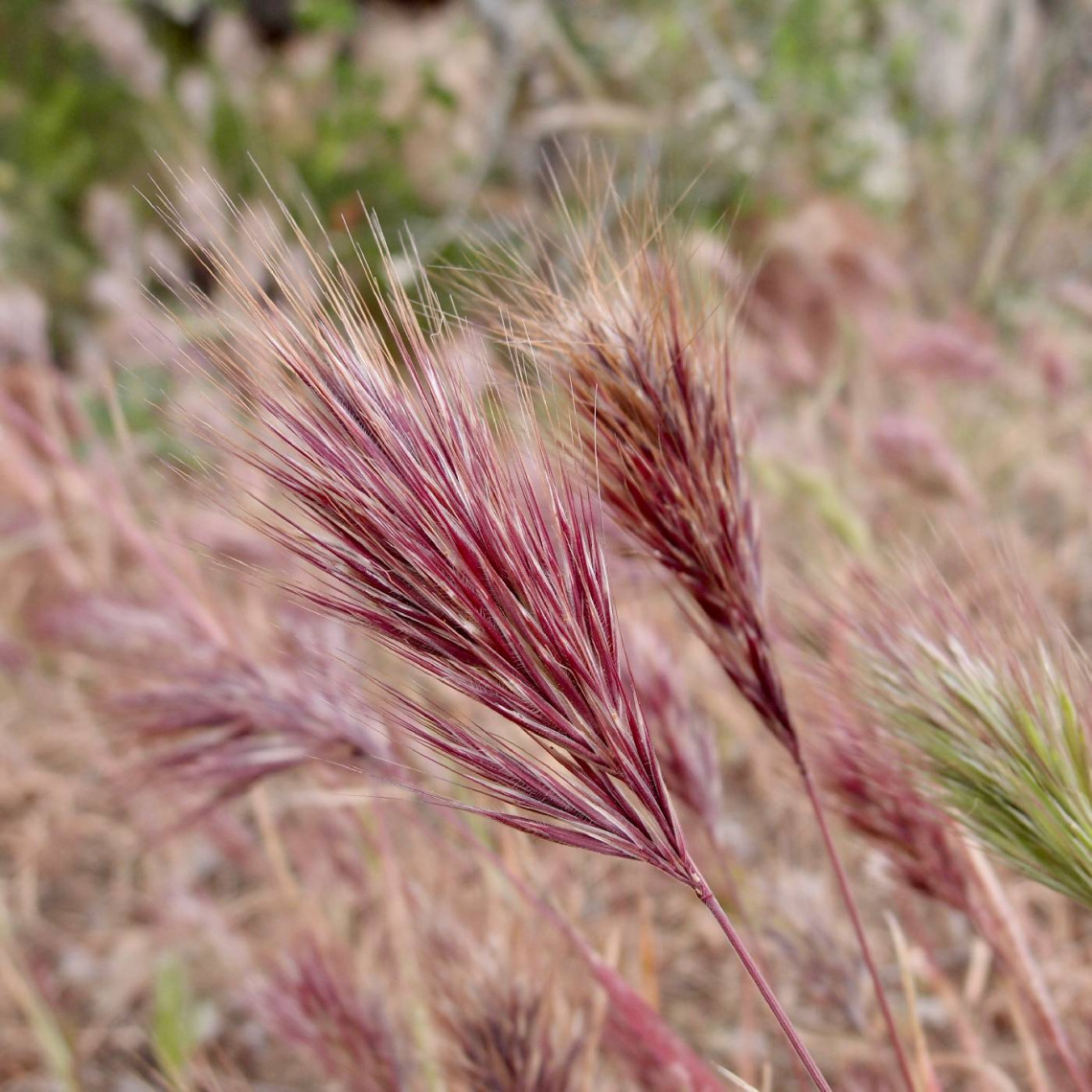 Bromus rubens mature seed head