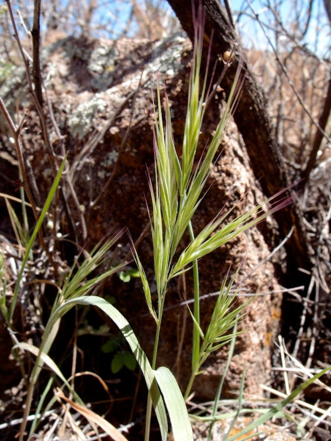 Bromus rubens seed head