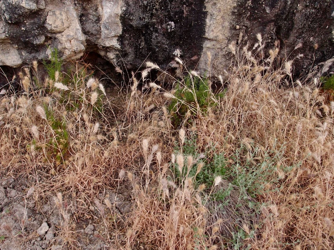 Bromus rubens dreid