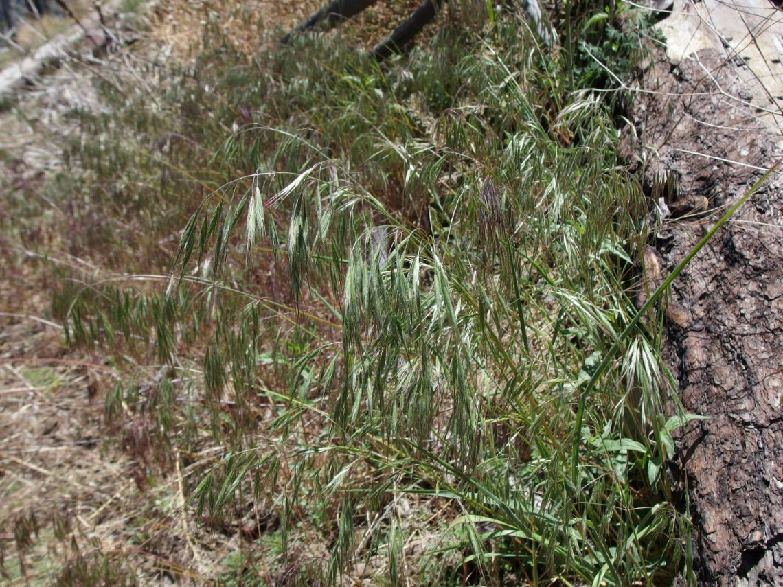 Bromus tectorum (cheatgrass)