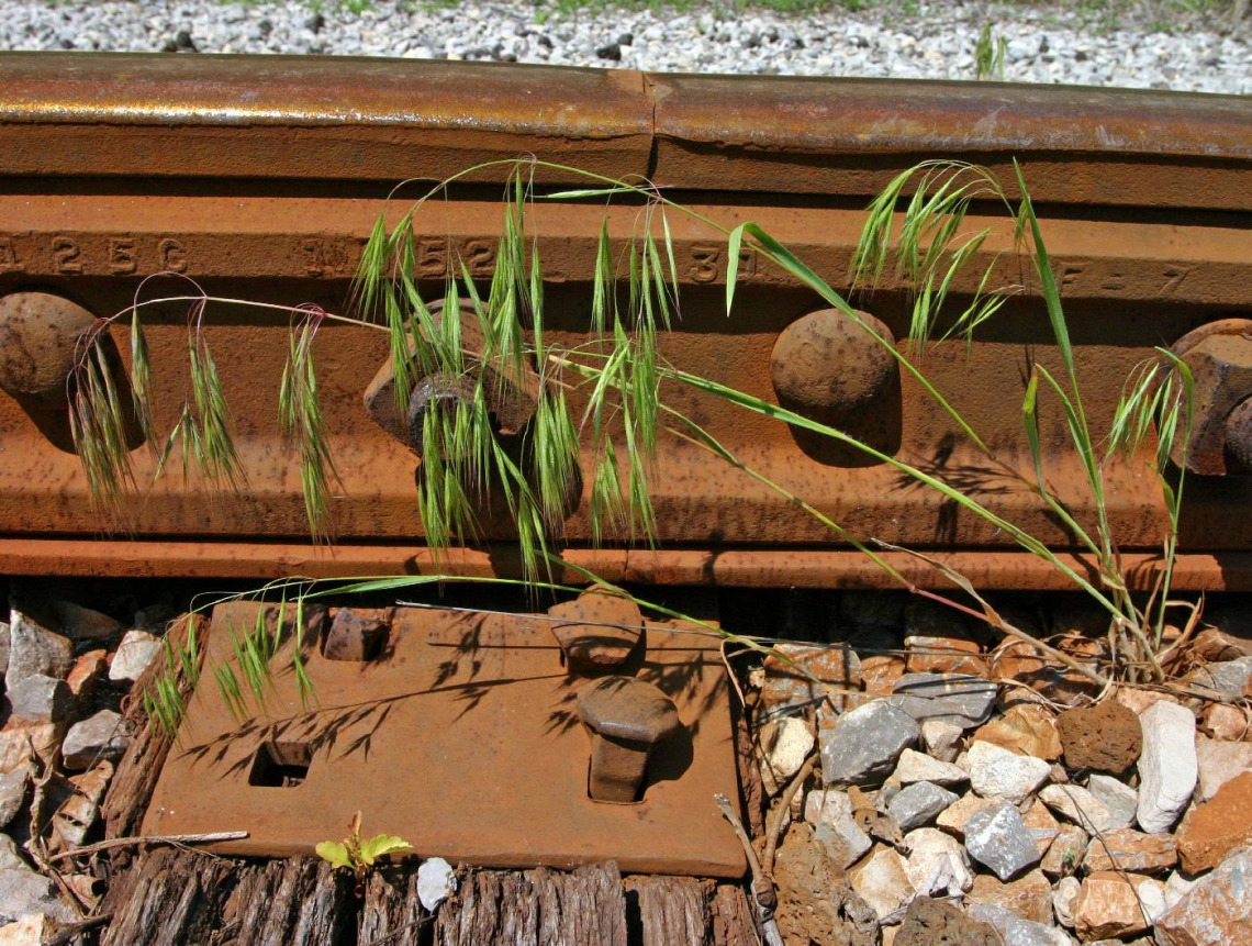 Bromus tectorum (cheatgrass)