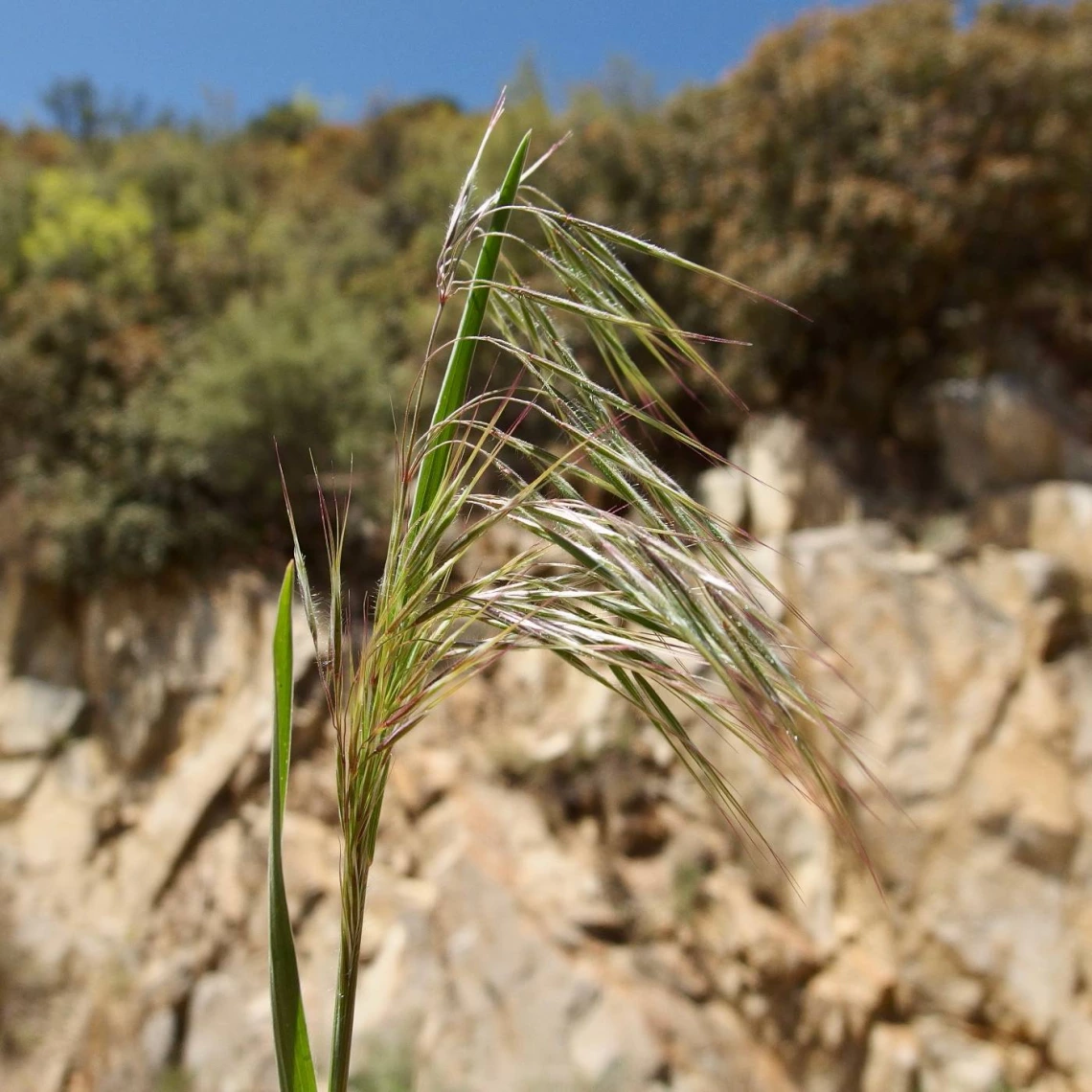 Bromus tectorum (cheatgrass)